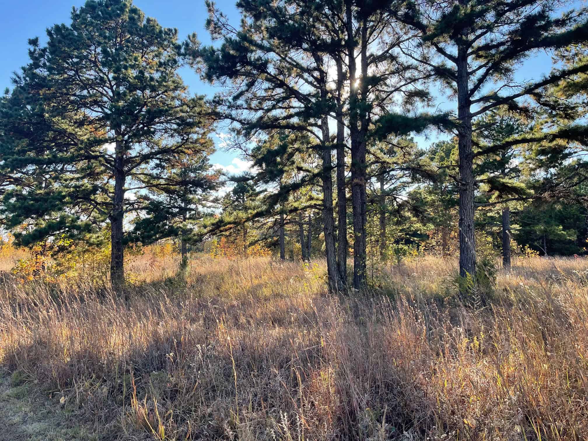Hobby Farm and 28 Acres in the Ozarks For Sale