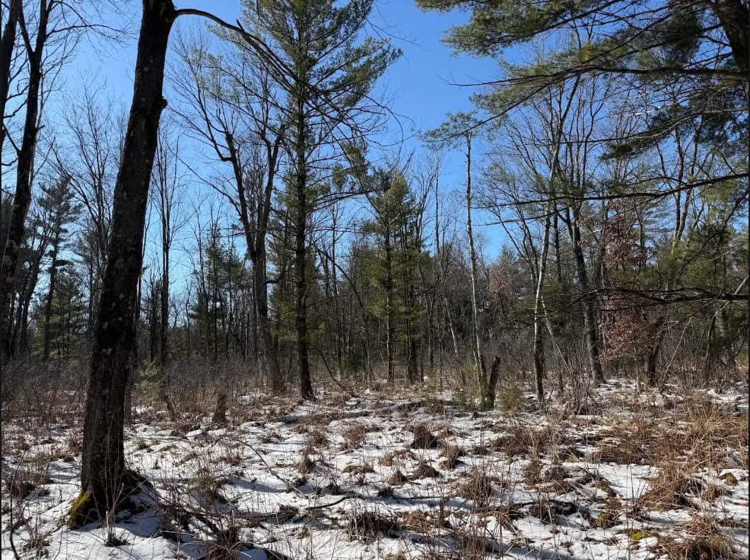 40-Acre Recreational Hunting Tract in Central Monroe County