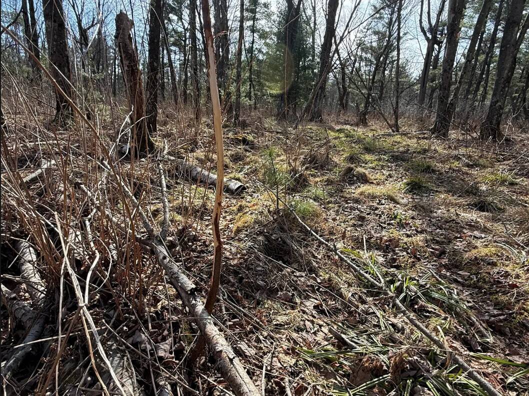 40-Acre Recreational Hunting Tract in Central Monroe County