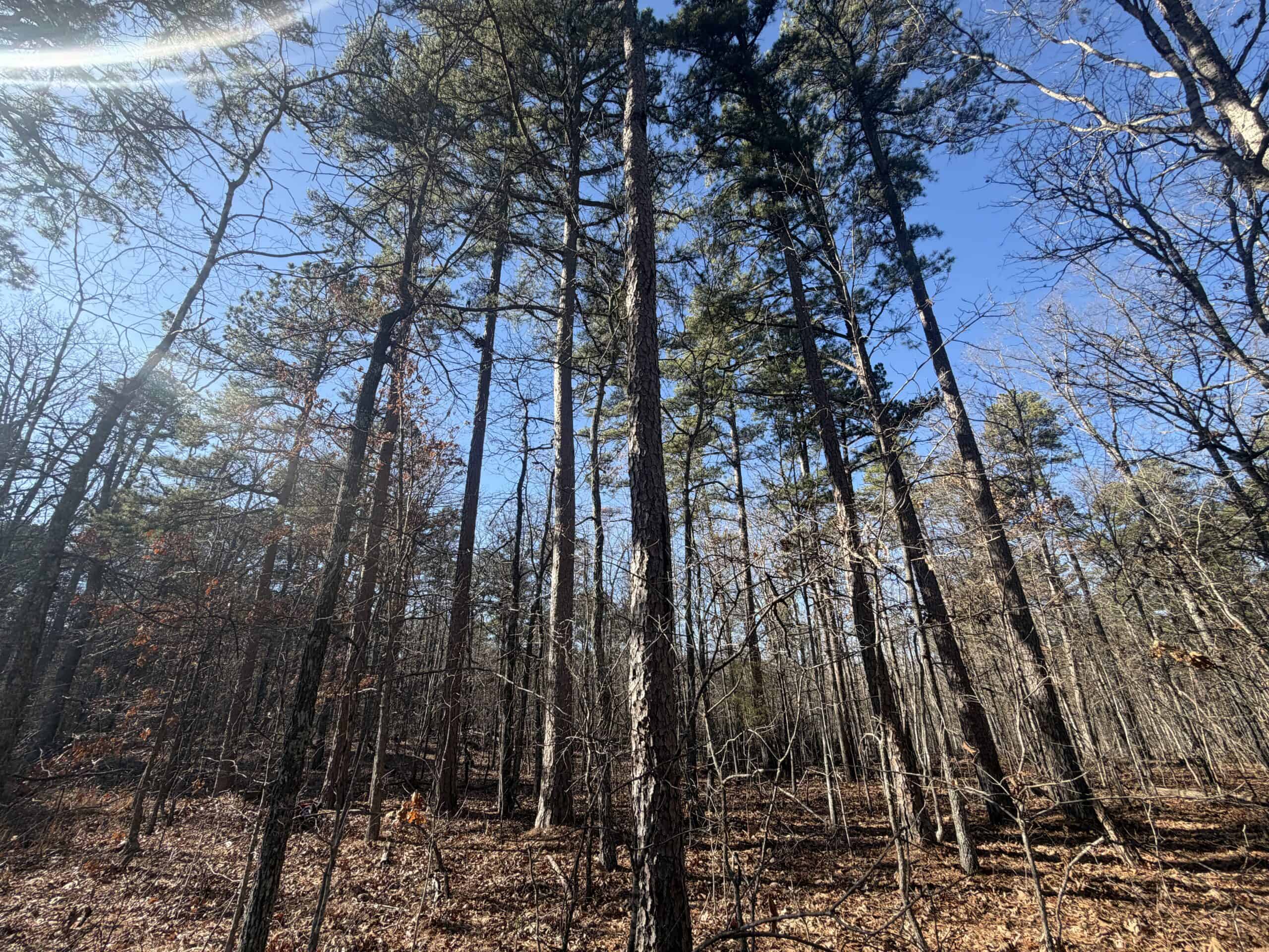 Land for Sale in Salem, Missouri – Parcel 2