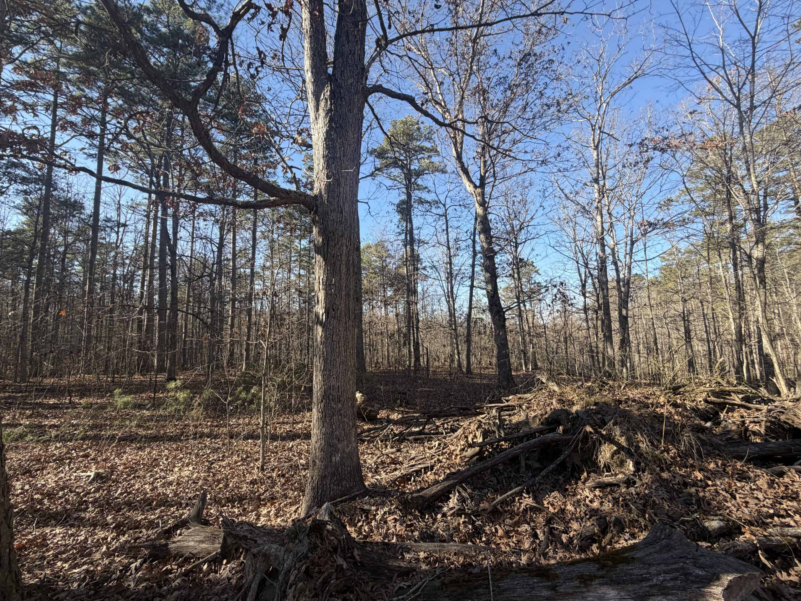 Land for Sale in Salem, Missouri – Parcel 2