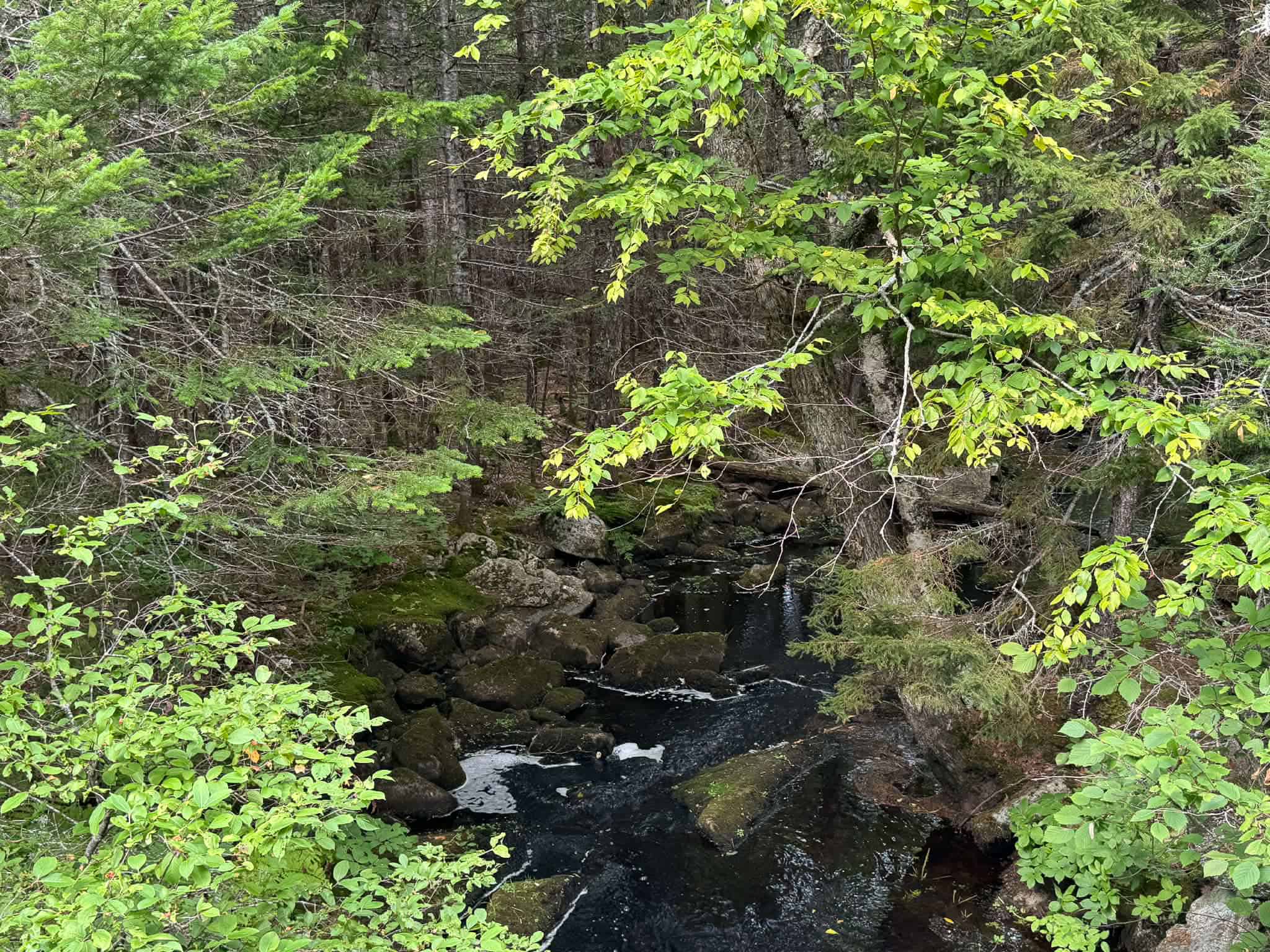 50 Acre Parcel in Downeast Maine – Northfield