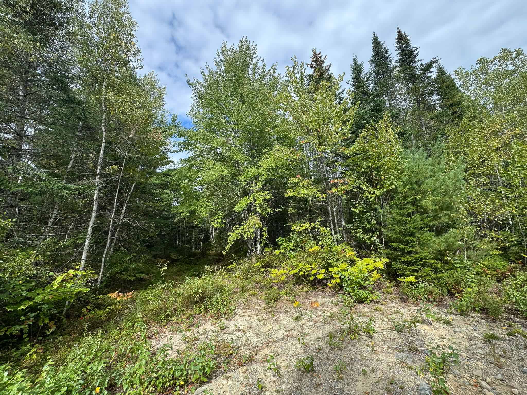 50 Acre Parcel in Downeast Maine – Northfield