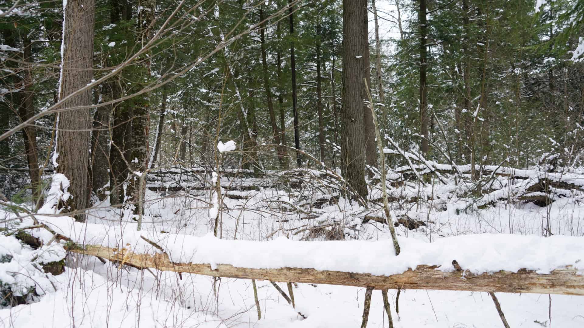 43+/-  Acre Marathon County Hunting, Timber and Rec Tract For Sale