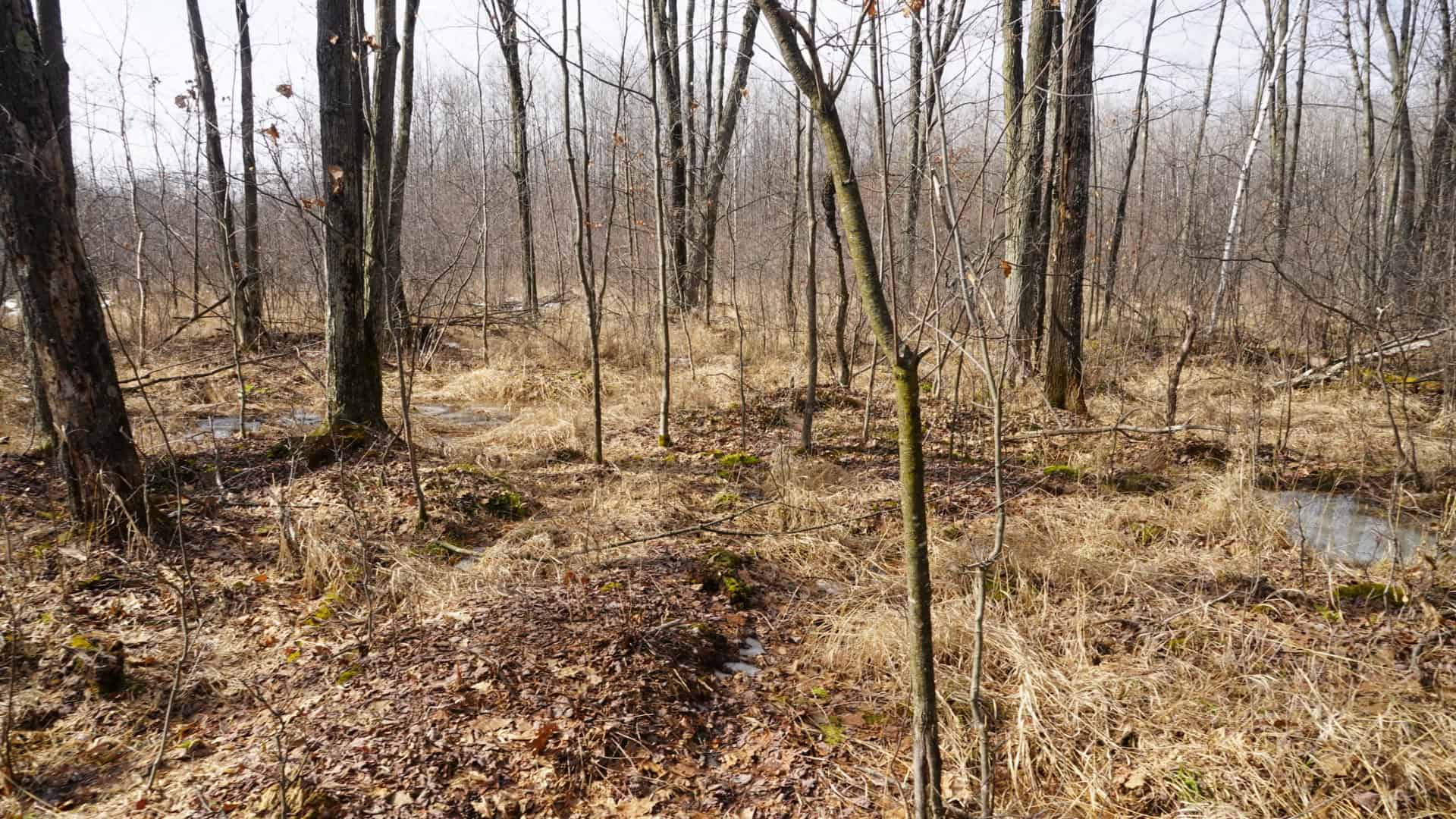 40± acre hunting property outside of Mosinee in Marathon County