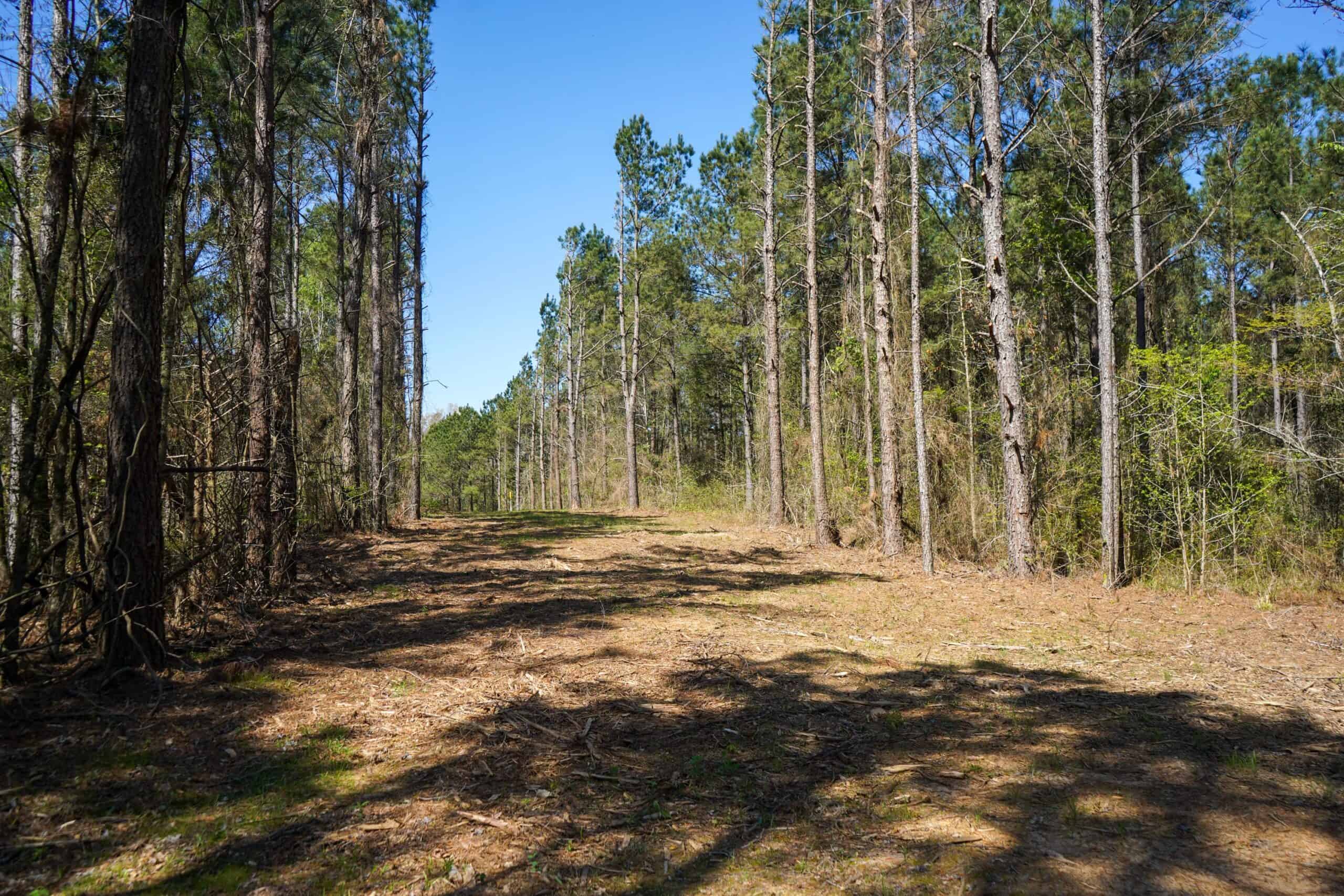 Northeast Lincoln Parish Timberland for Sale