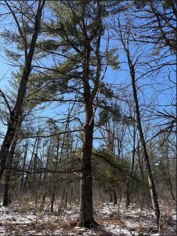 40-Acre Recreational Hunting Tract in Central Monroe County