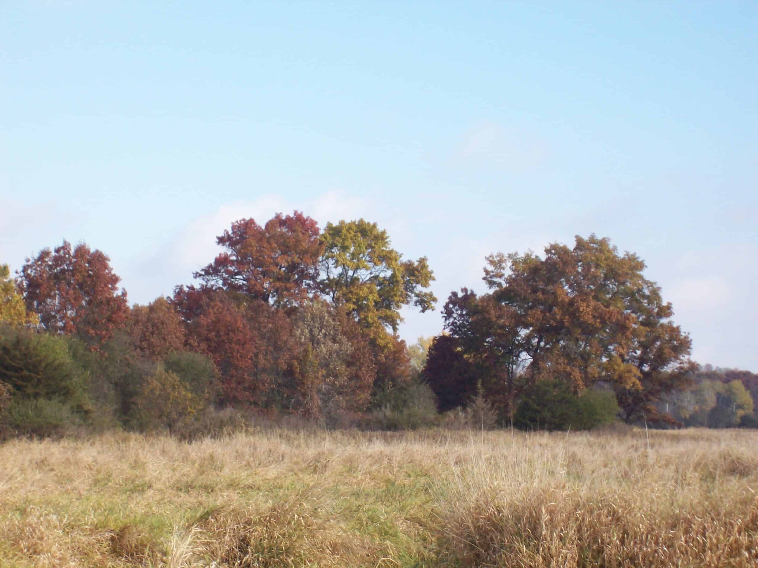 Trophy Whitetail Deer Hunting Columbia County Wisconsin