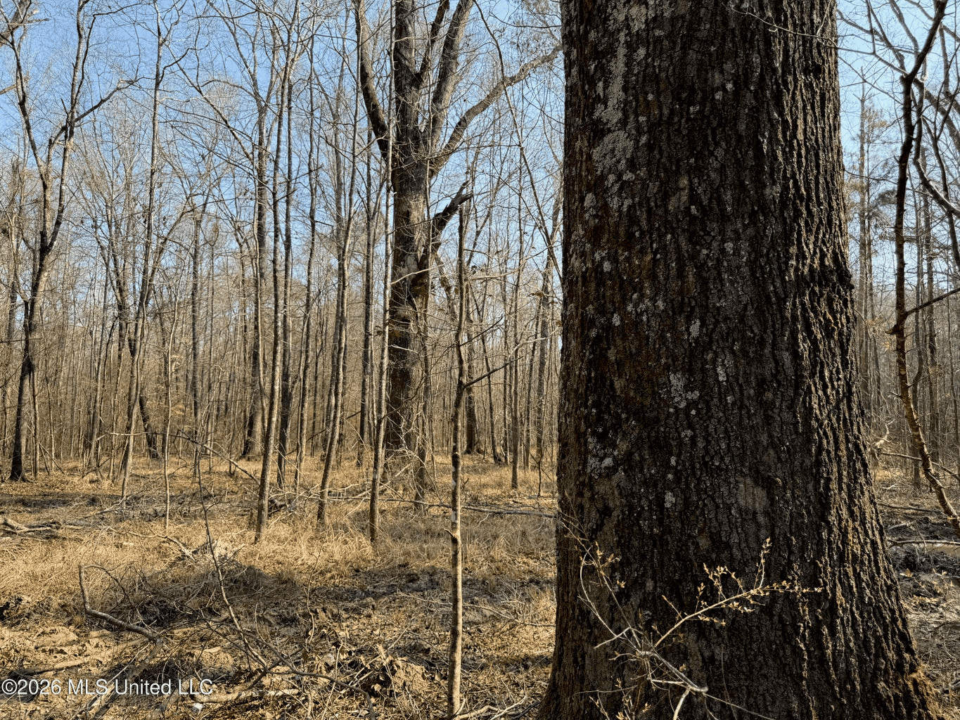 Land for Sale in Simpson County