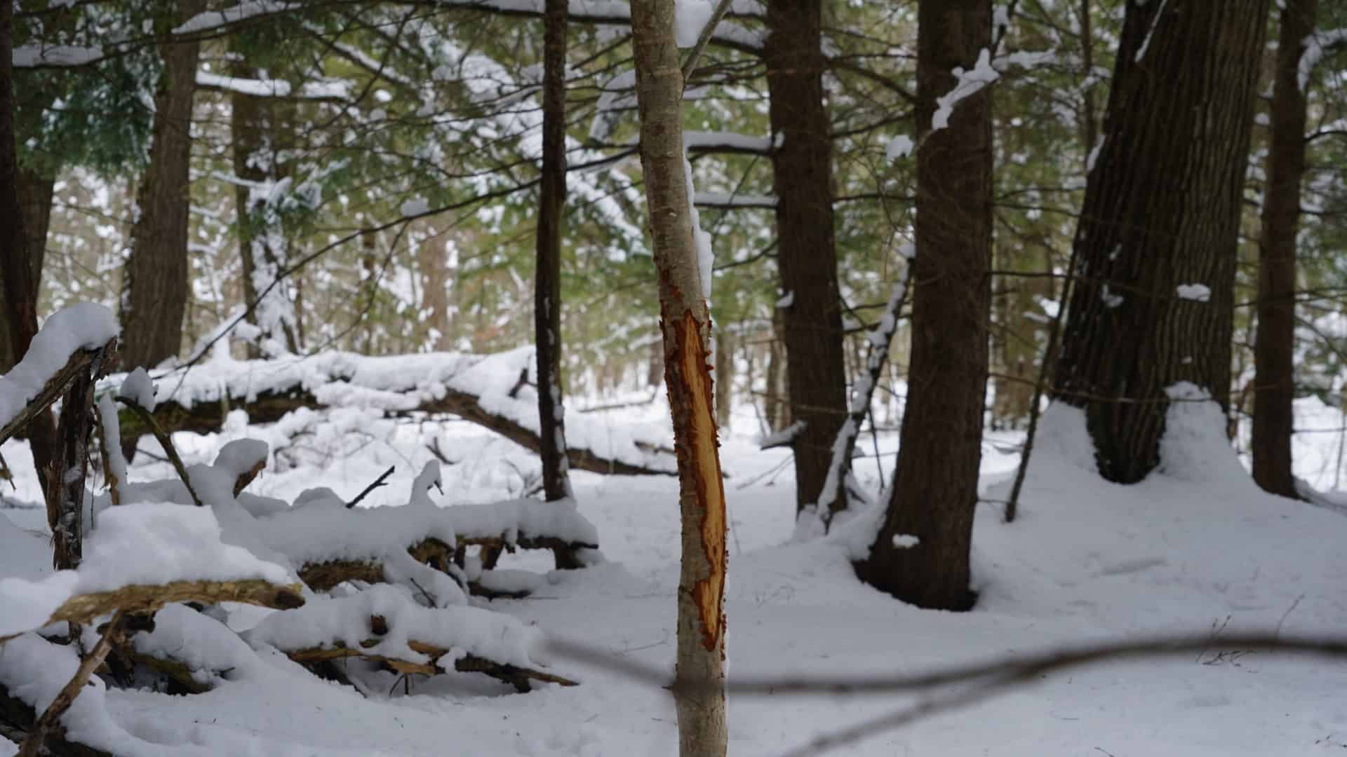 43+/-  Acre Marathon County Hunting, Timber and Rec Tract For Sale