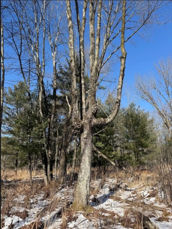 40-Acre Recreational Hunting Tract in Central Monroe County