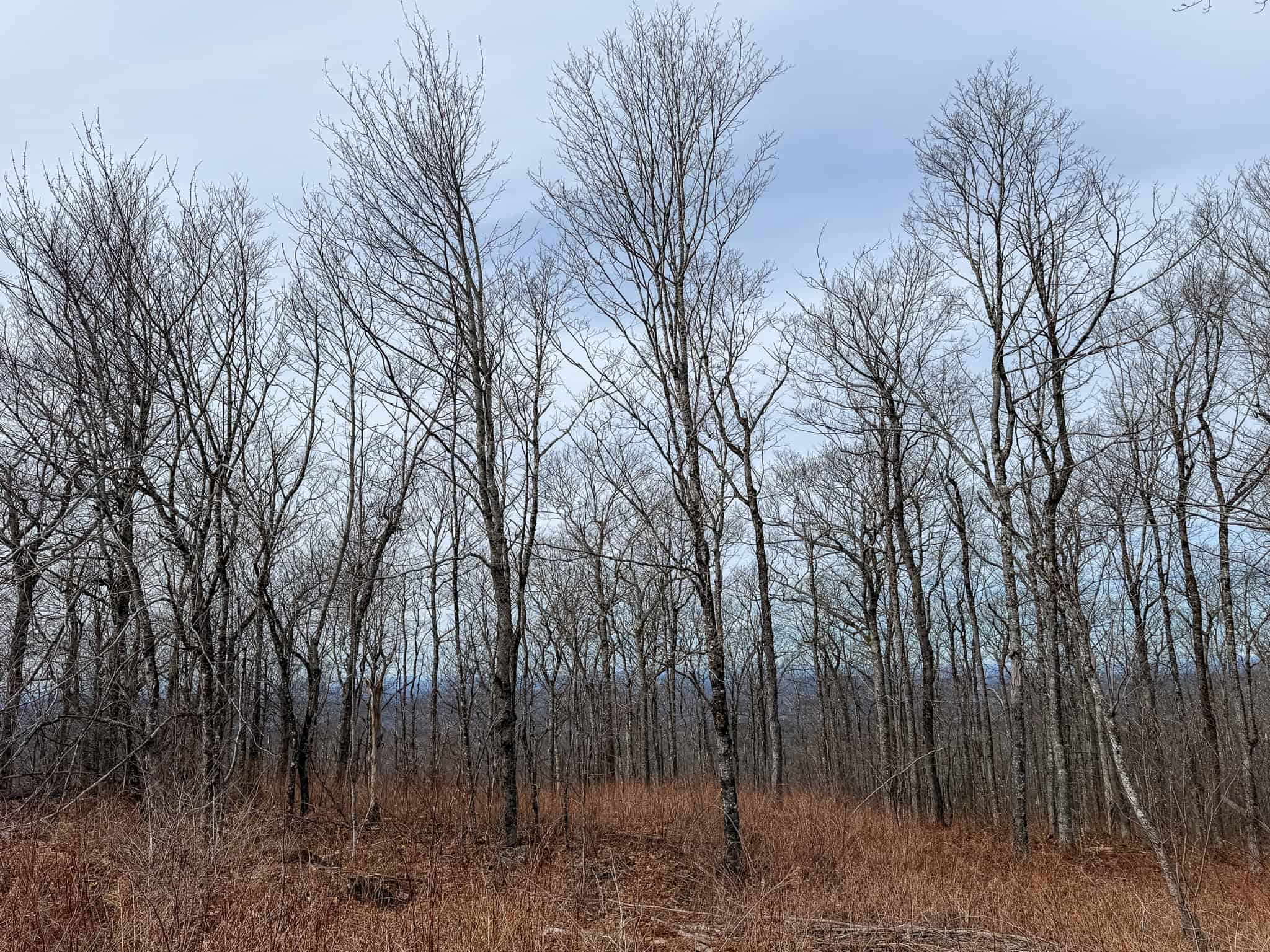 Expansive Mountain-View Acreage with Timber Value & Road Frontage