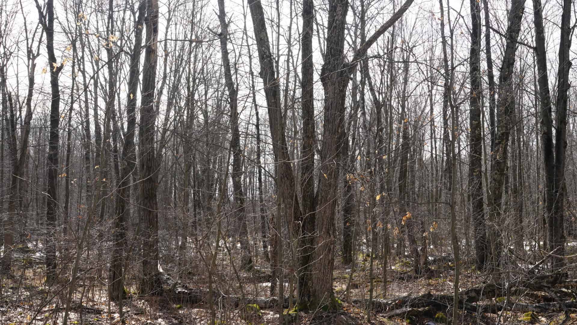 40± acre hunting property outside of Mosinee in Marathon County