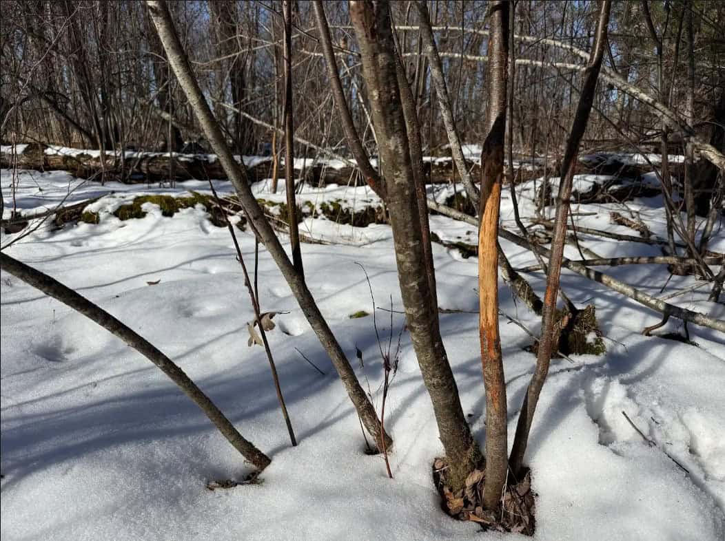 40-Acre Recreational Hunting Tract in Central Monroe County