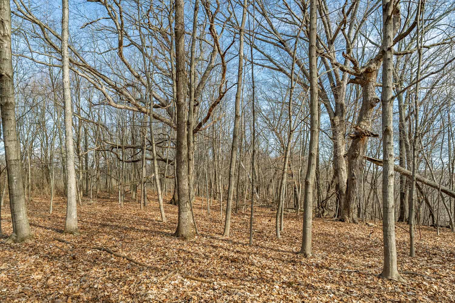 50 Acre Recreational -Hunting Land For Sale Richland County WI