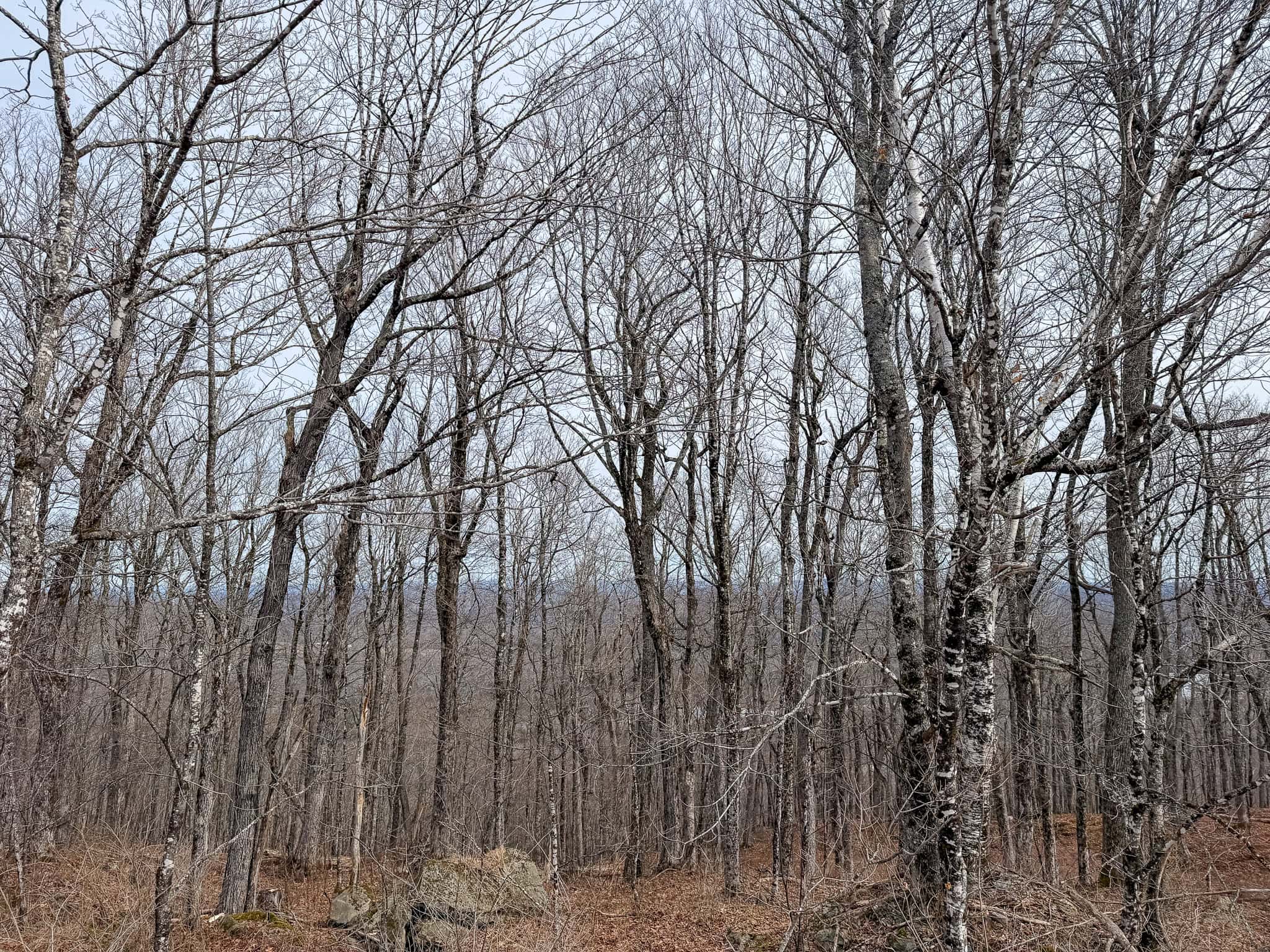Expansive Mountain-View Acreage with Timber Value & Road Frontage