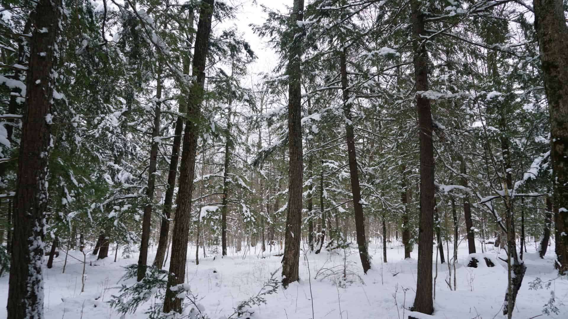 43+/-  Acre Marathon County Hunting, Timber and Rec Tract For Sale