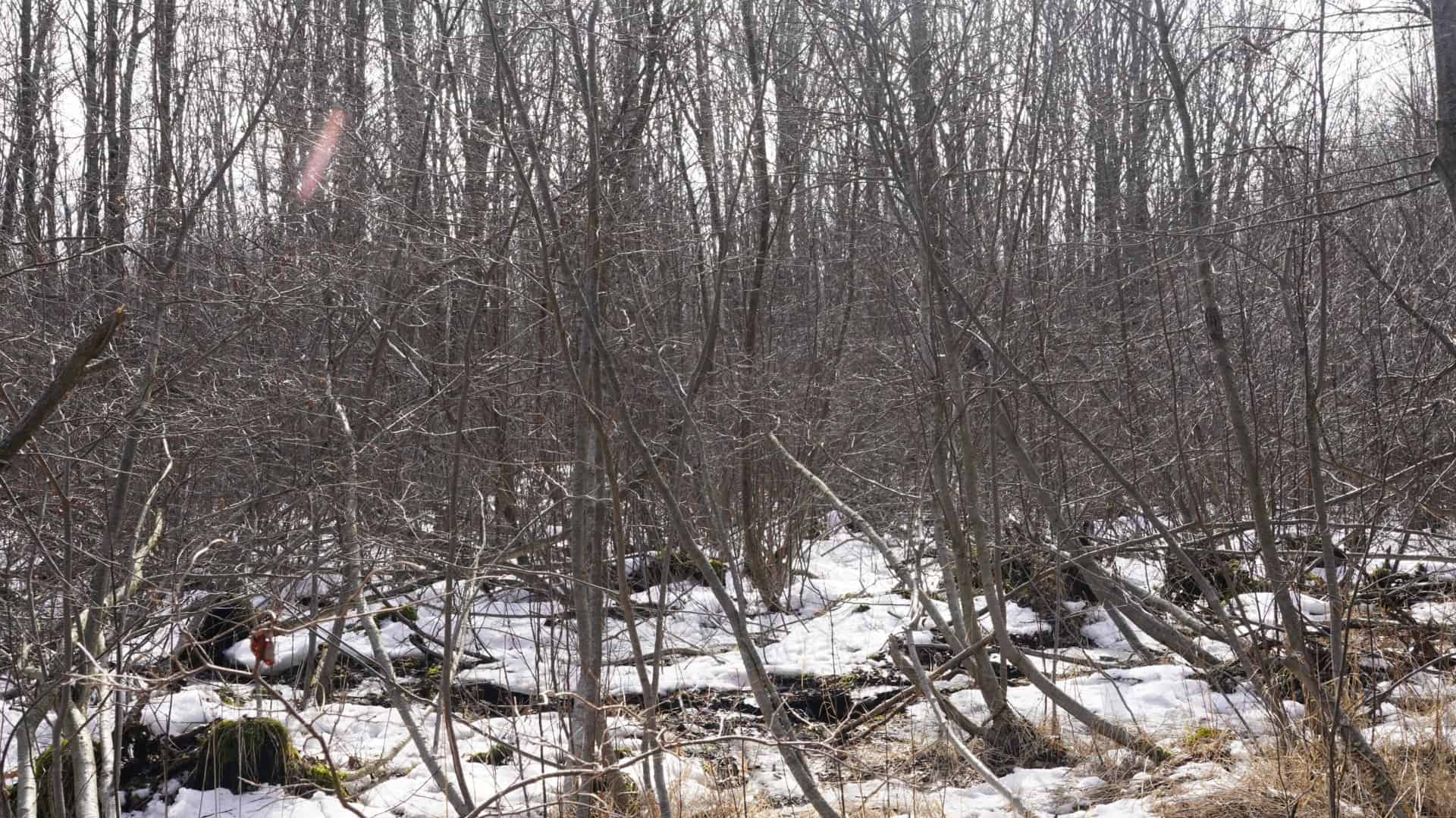 40± acre hunting property outside of Mosinee in Marathon County