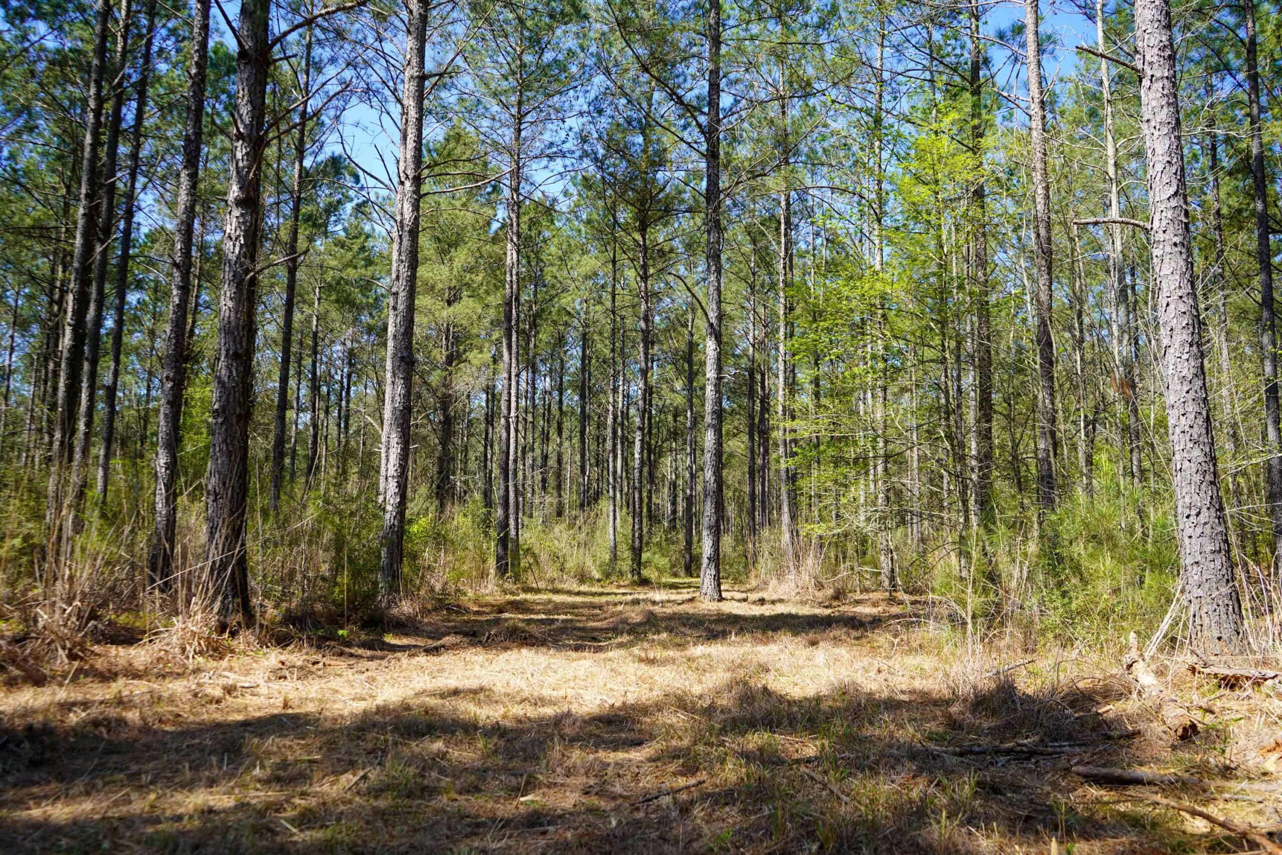 Northeast Lincoln Parish Timberland for Sale