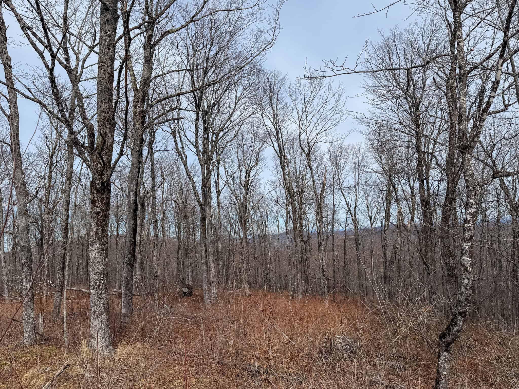 Expansive Mountain-View Acreage with Timber Value & Road Frontage