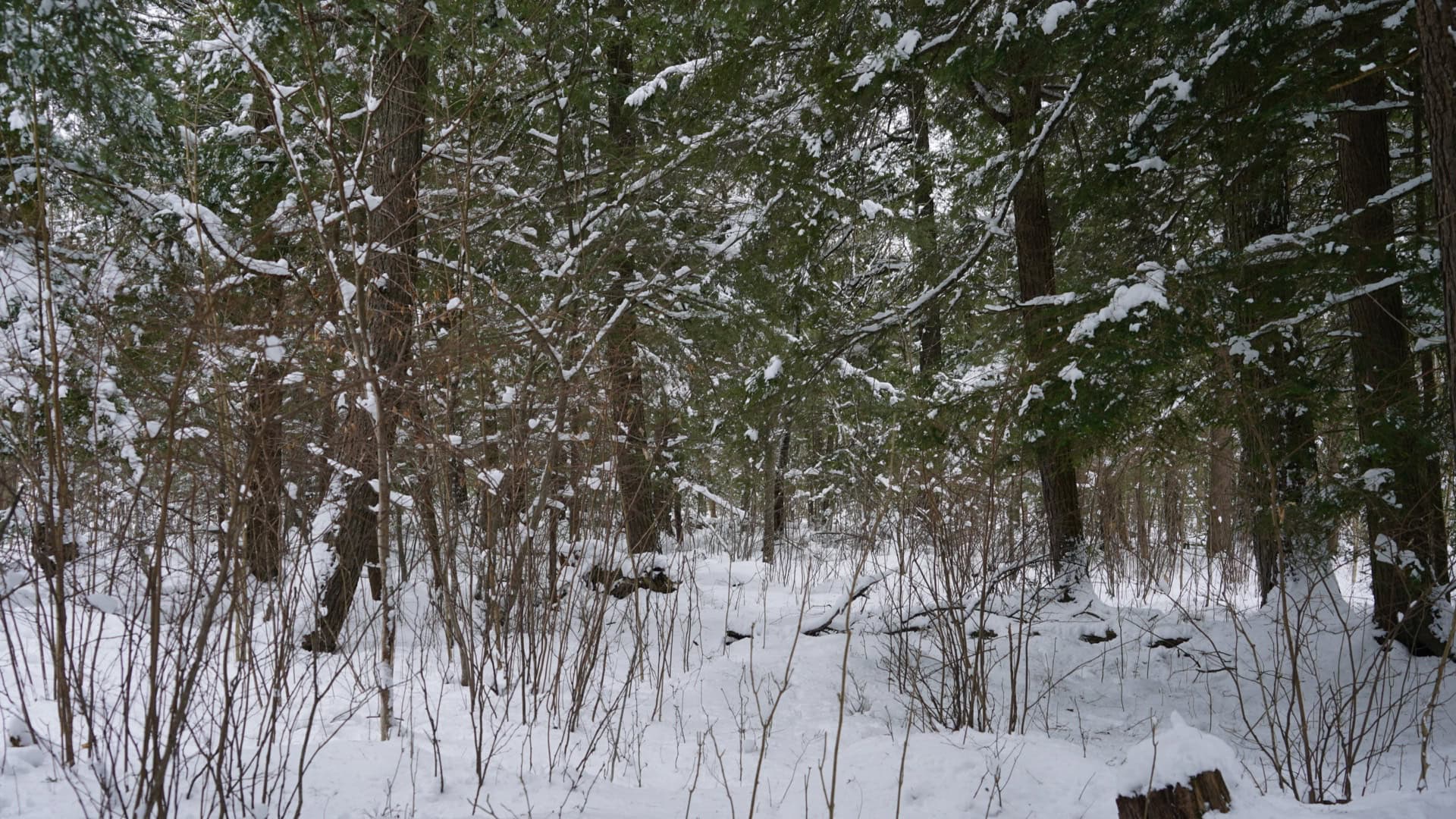 43+/-  Acre Marathon County Hunting, Timber and Rec Tract For Sale