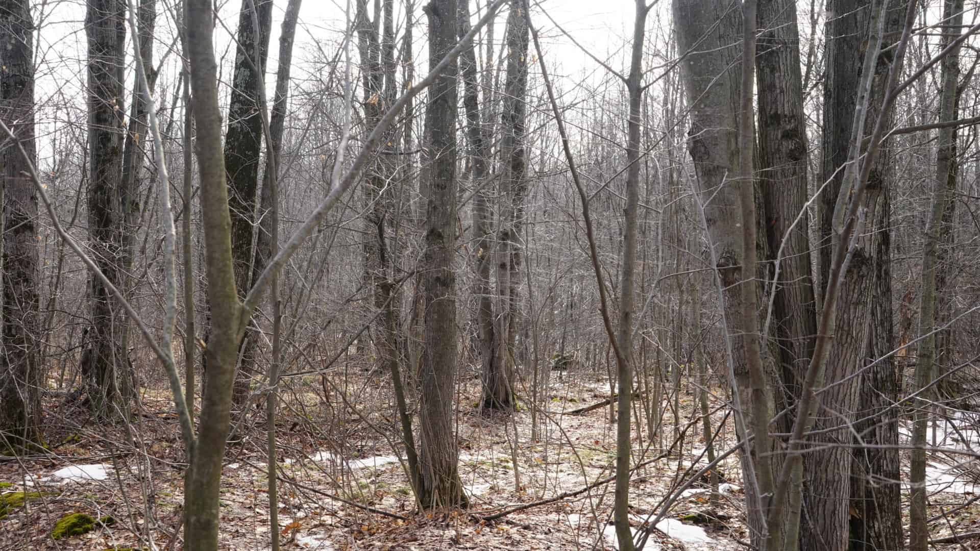 40± acre hunting property outside of Mosinee in Marathon County