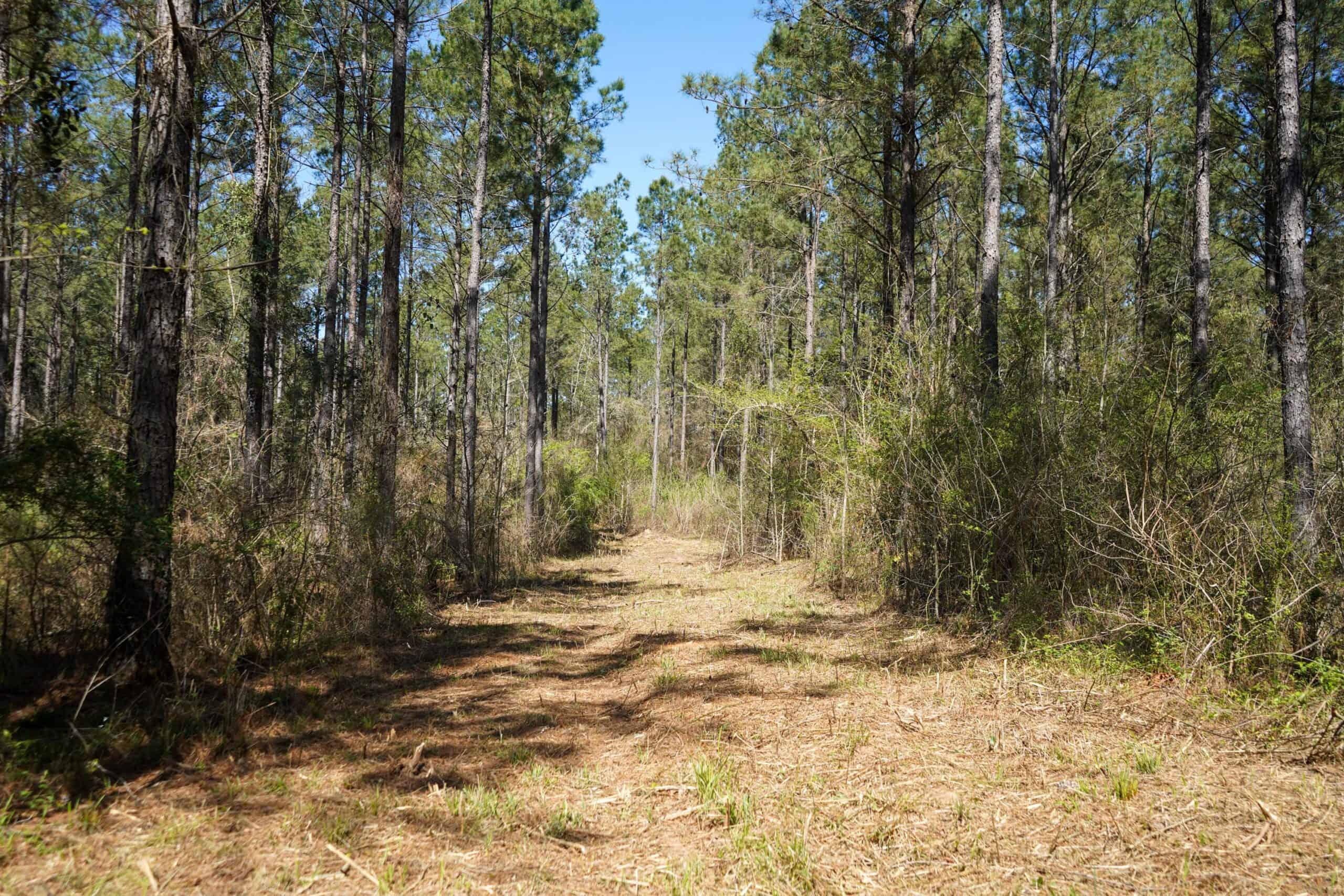 Northeast Lincoln Parish Timberland for Sale