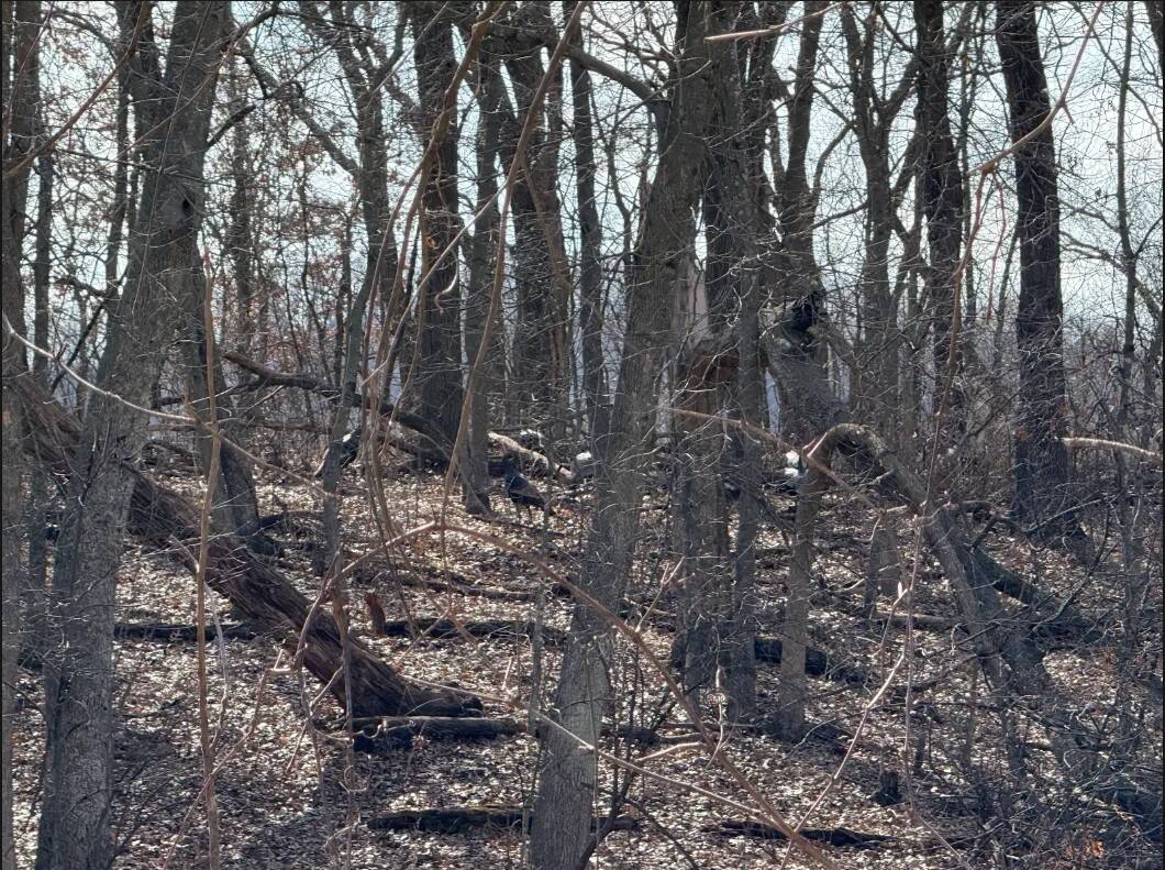 40-Acre Recreational Hunting Tract in Central Monroe County