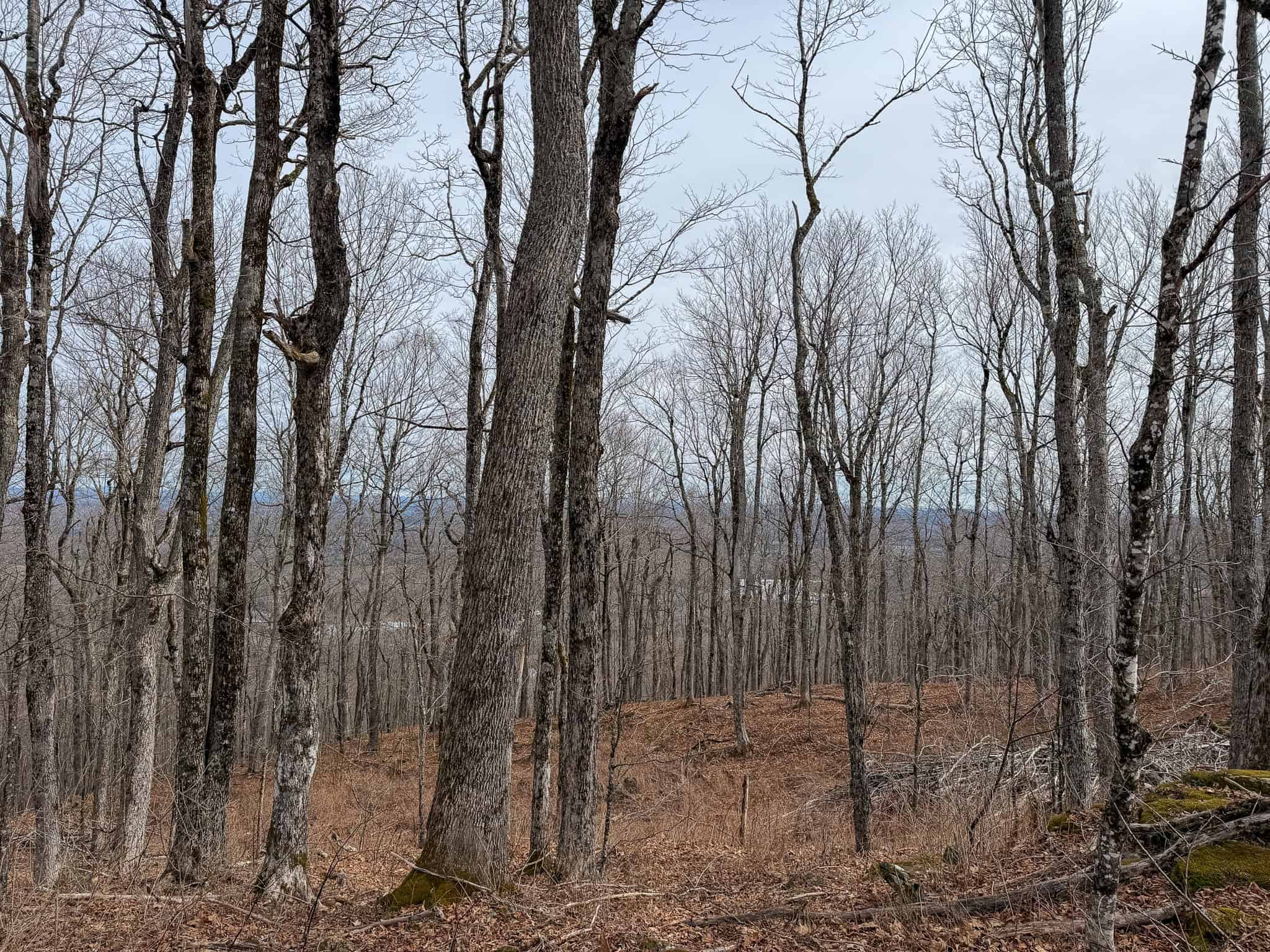 Expansive Mountain-View Acreage with Timber Value & Road Frontage