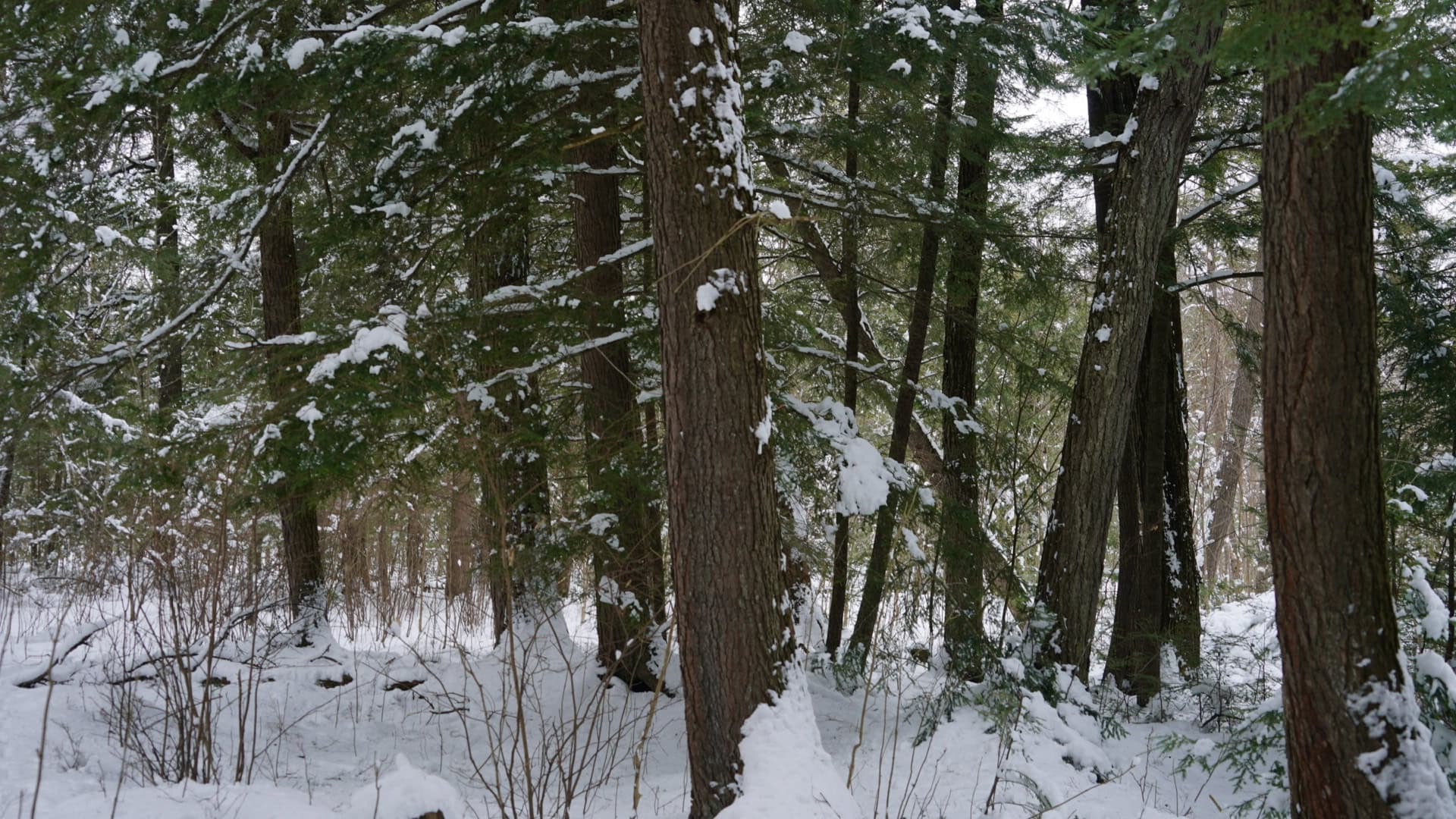 43+/-  Acre Marathon County Hunting, Timber and Rec Tract For Sale