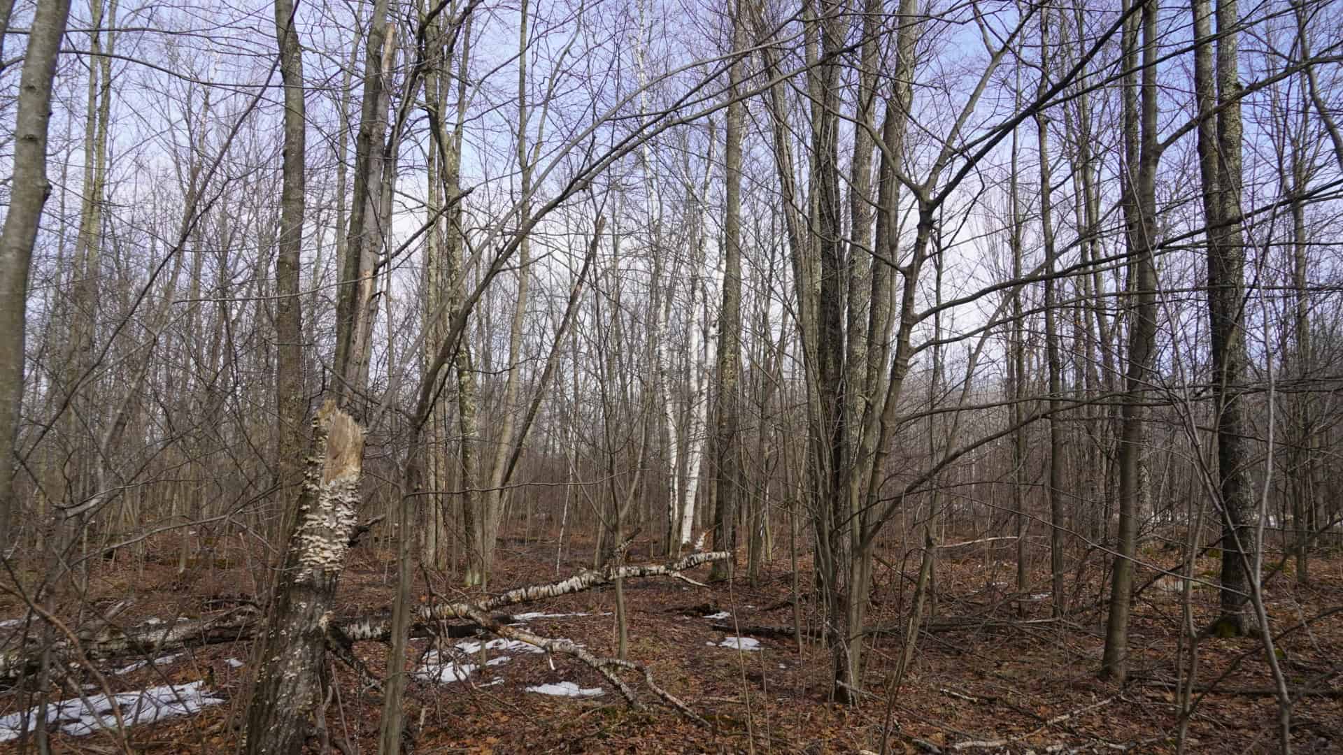 40± acre hunting property outside of Mosinee in Marathon County