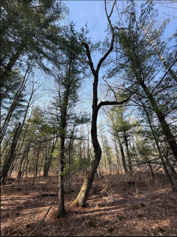 40-Acre Recreational Hunting Tract in Central Monroe County