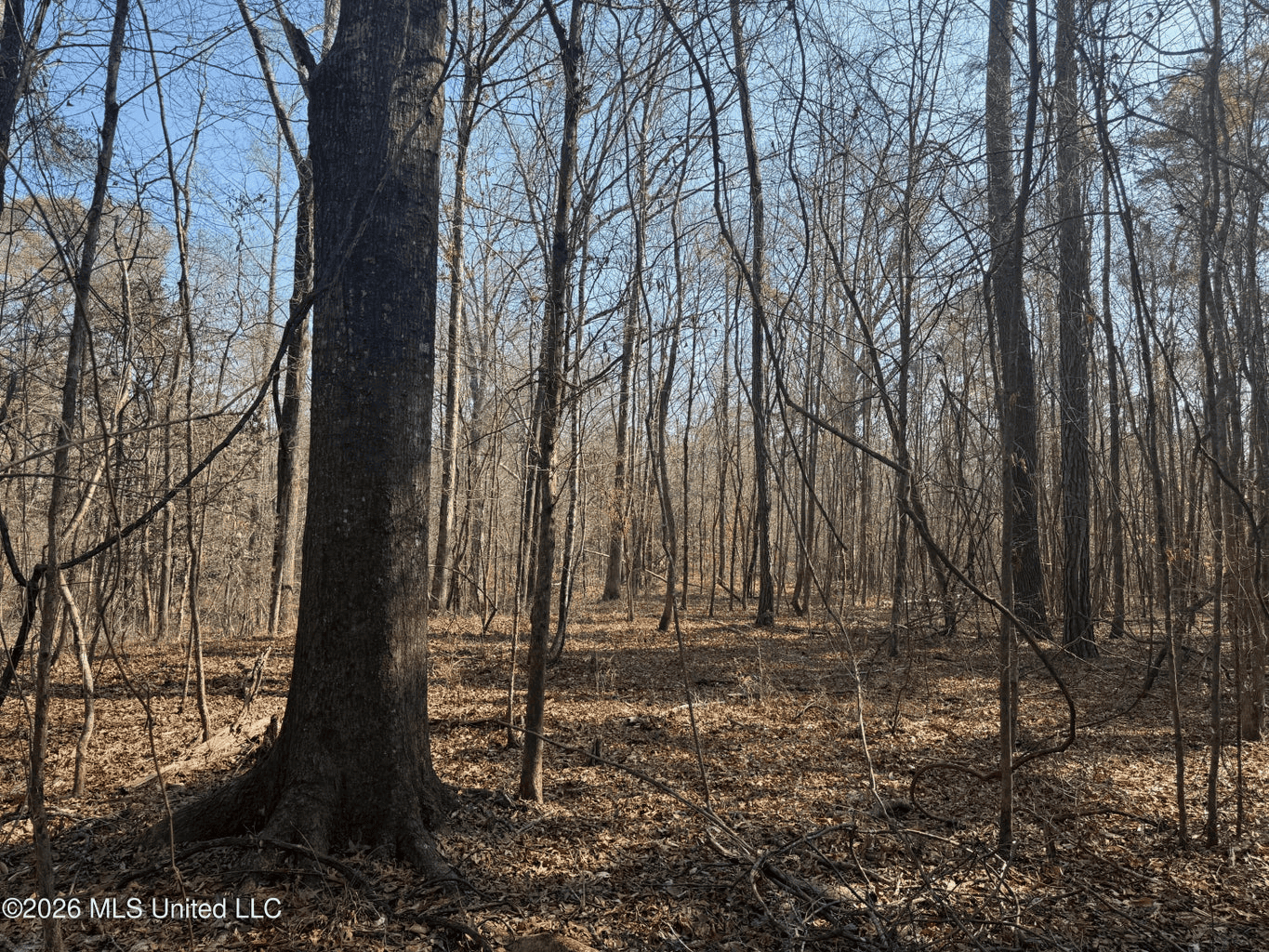 Land for Sale in Simpson County