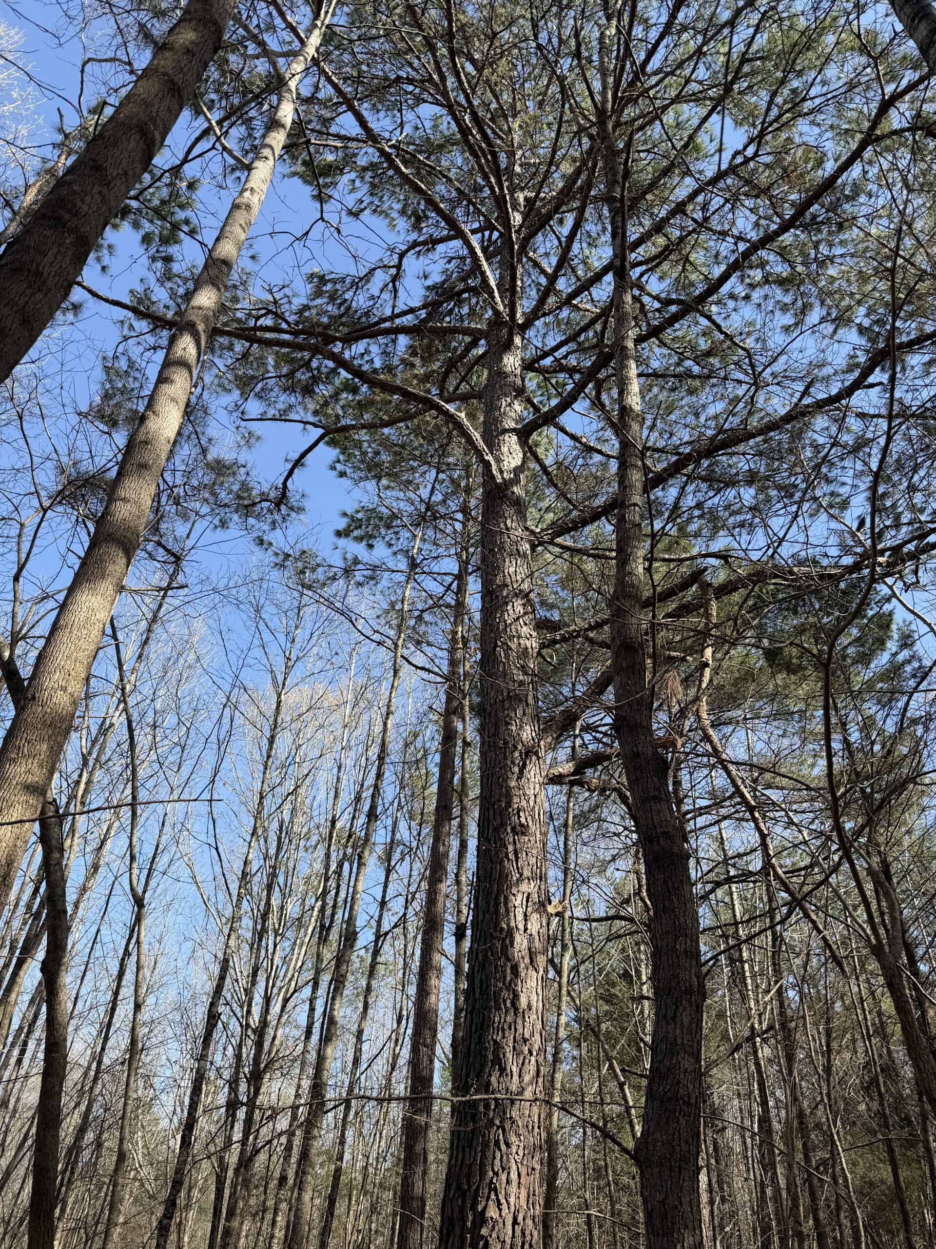LAND & HOME FOR SALE IN TN, BASEMENT, WELL, CREEK, WOODED