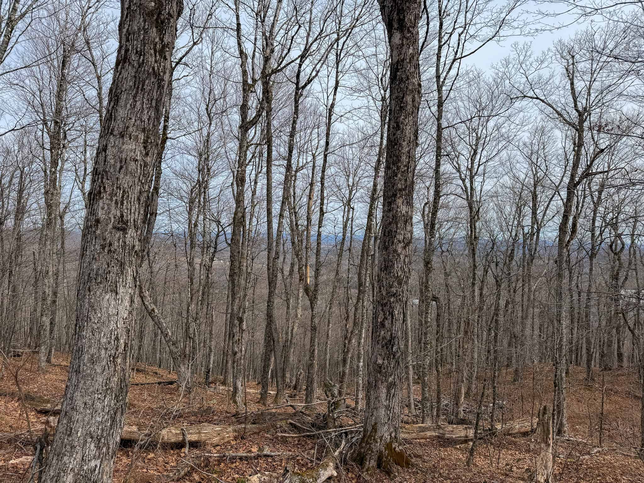 Expansive Mountain-View Acreage with Timber Value & Road Frontage