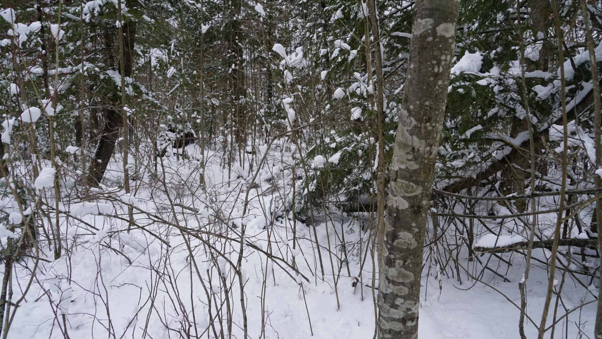 43+/-  Acre Marathon County Hunting, Timber and Rec Tract For Sale