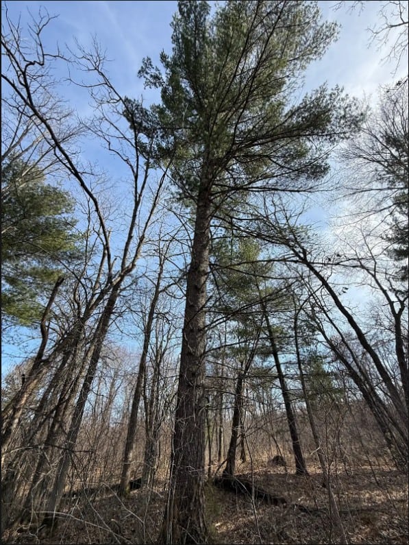 40-Acre Recreational Hunting Tract in Central Monroe County