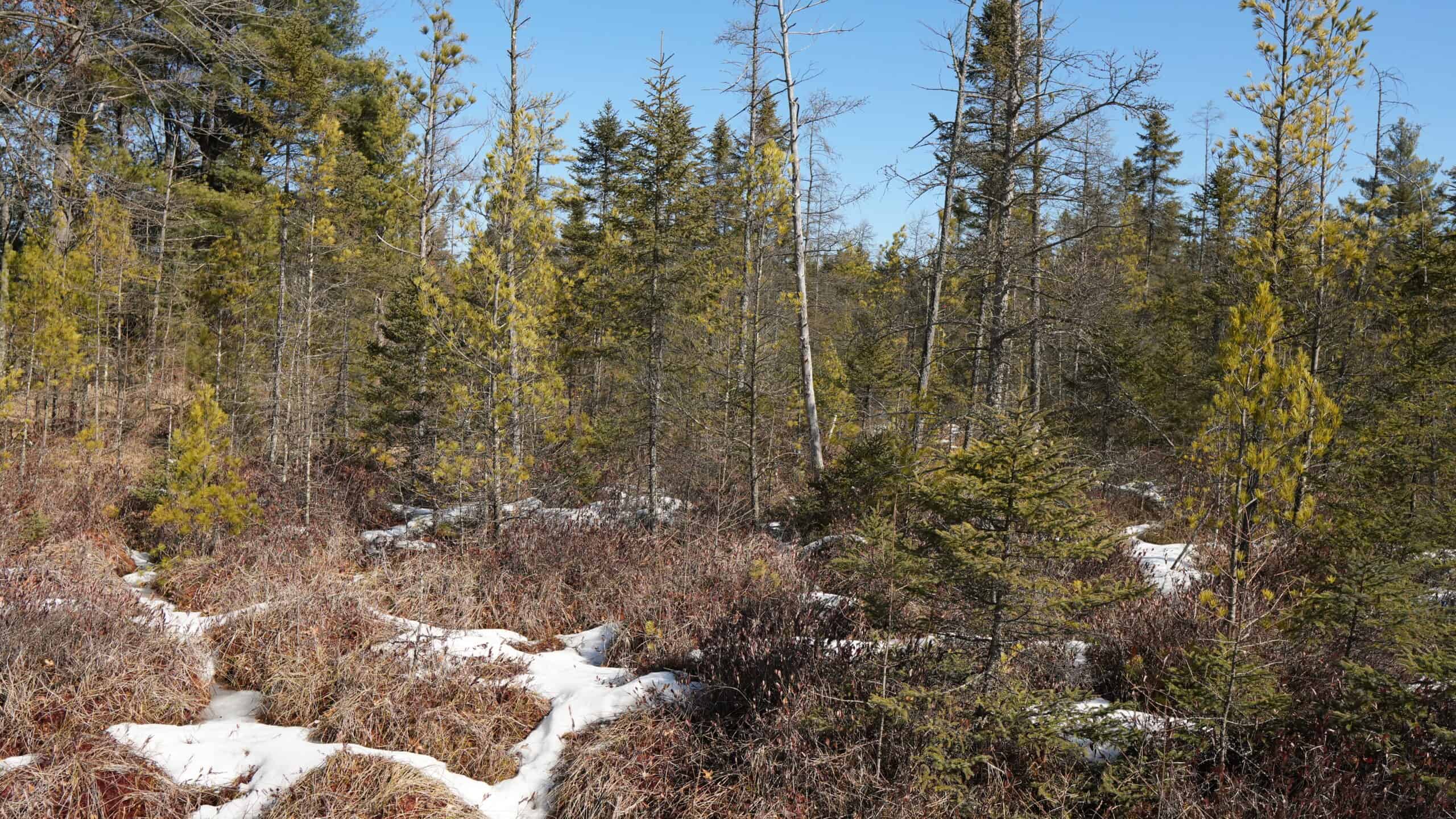 Portage County Wisconsin 80 Acres of Hunting Land for Sale