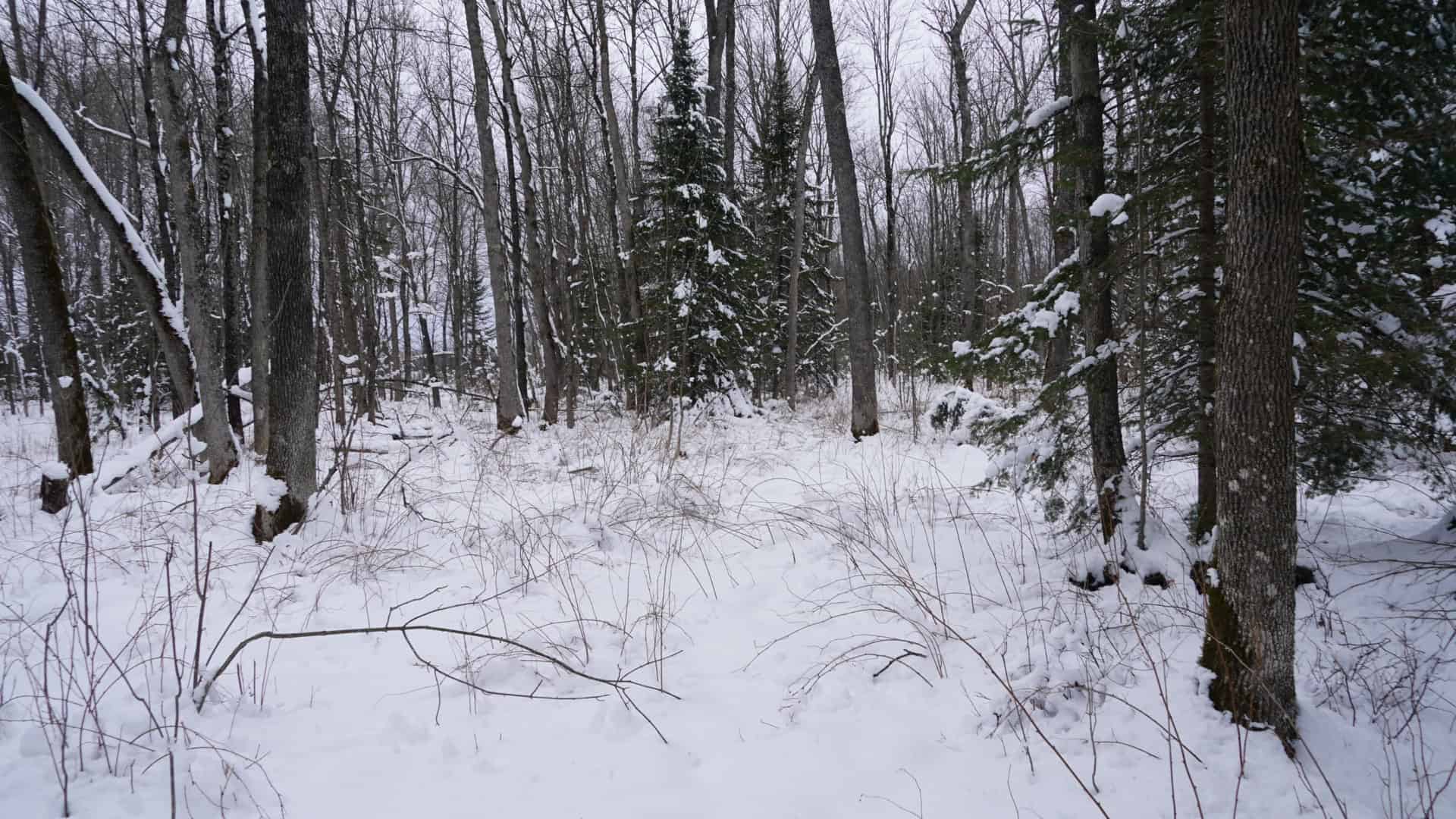 43+/-  Acre Marathon County Hunting, Timber and Rec Tract For Sale