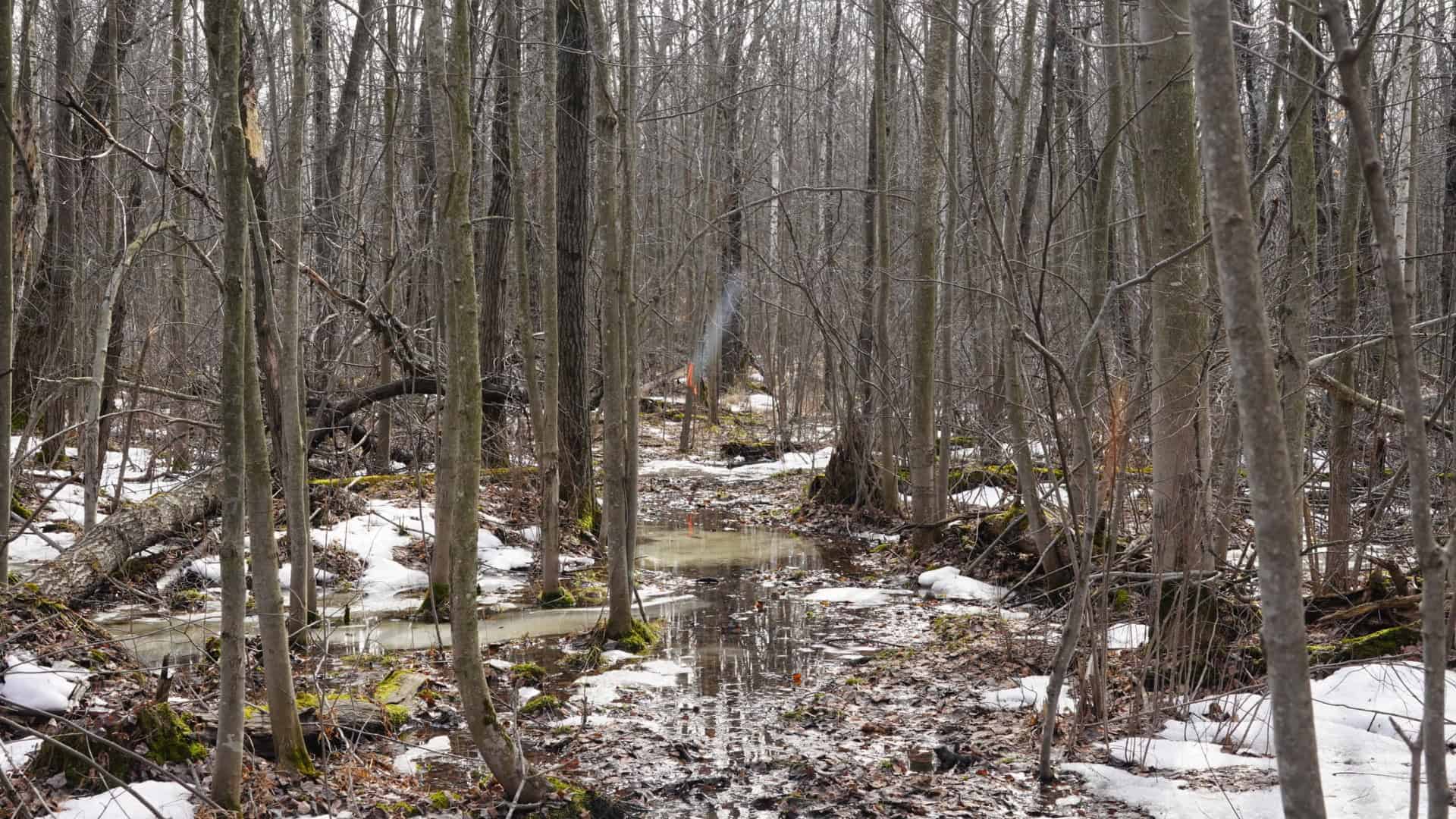 40± acre hunting property outside of Mosinee in Marathon County