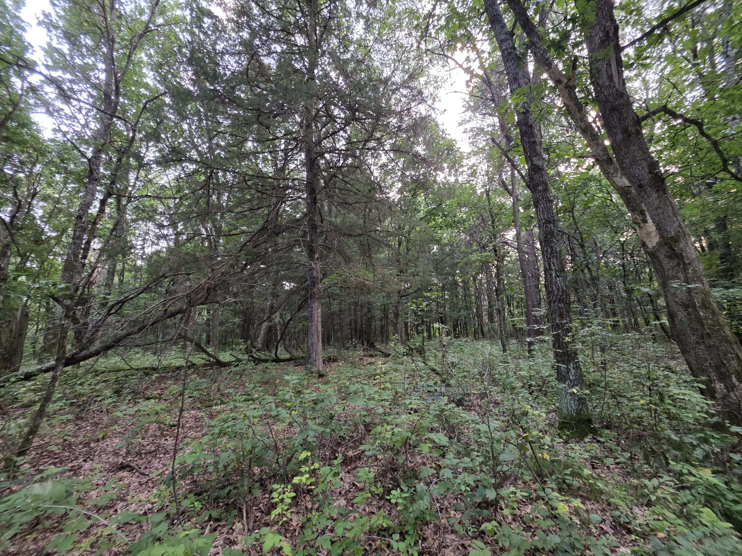160± acre Monroe County property Located off dead end road,