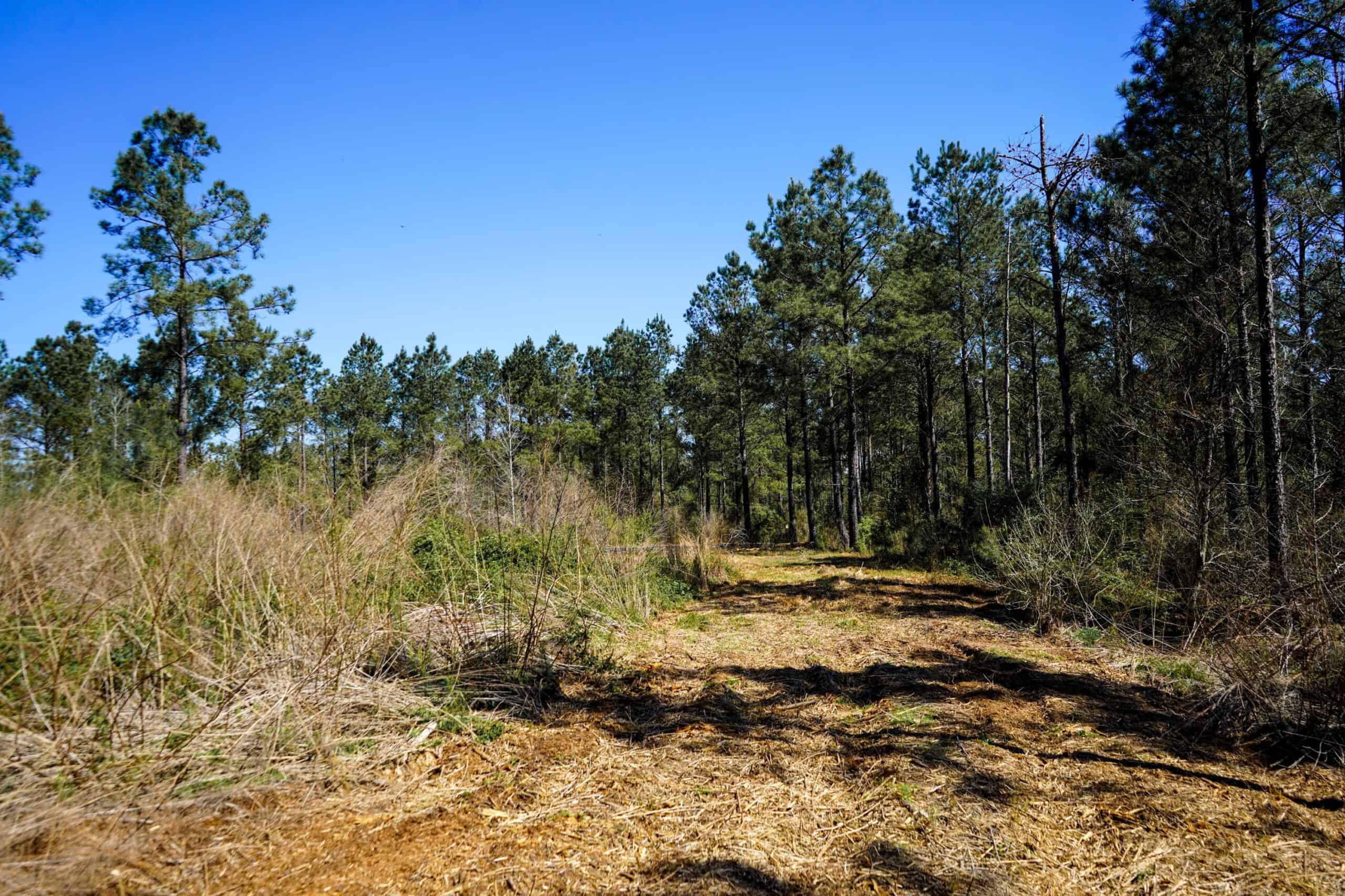Northeast Lincoln Parish Timberland for Sale