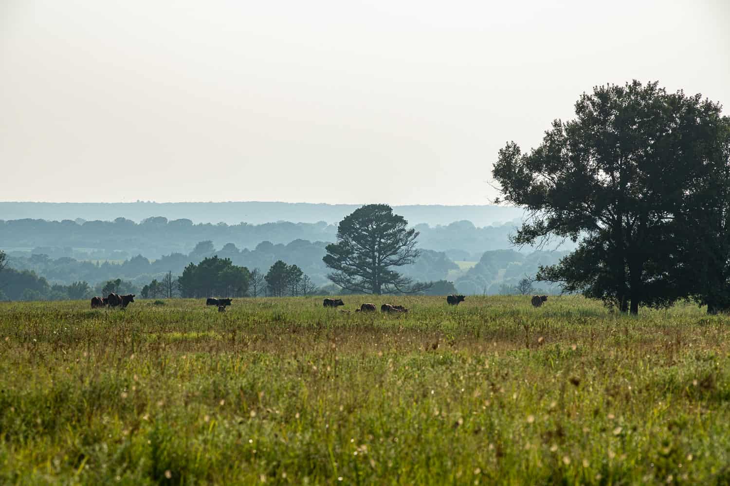 Catcher Ranch: 785 ± Acre Conservation Ranch & Trophy Whitetail Hunting Property Near Stuart, Oklahoma