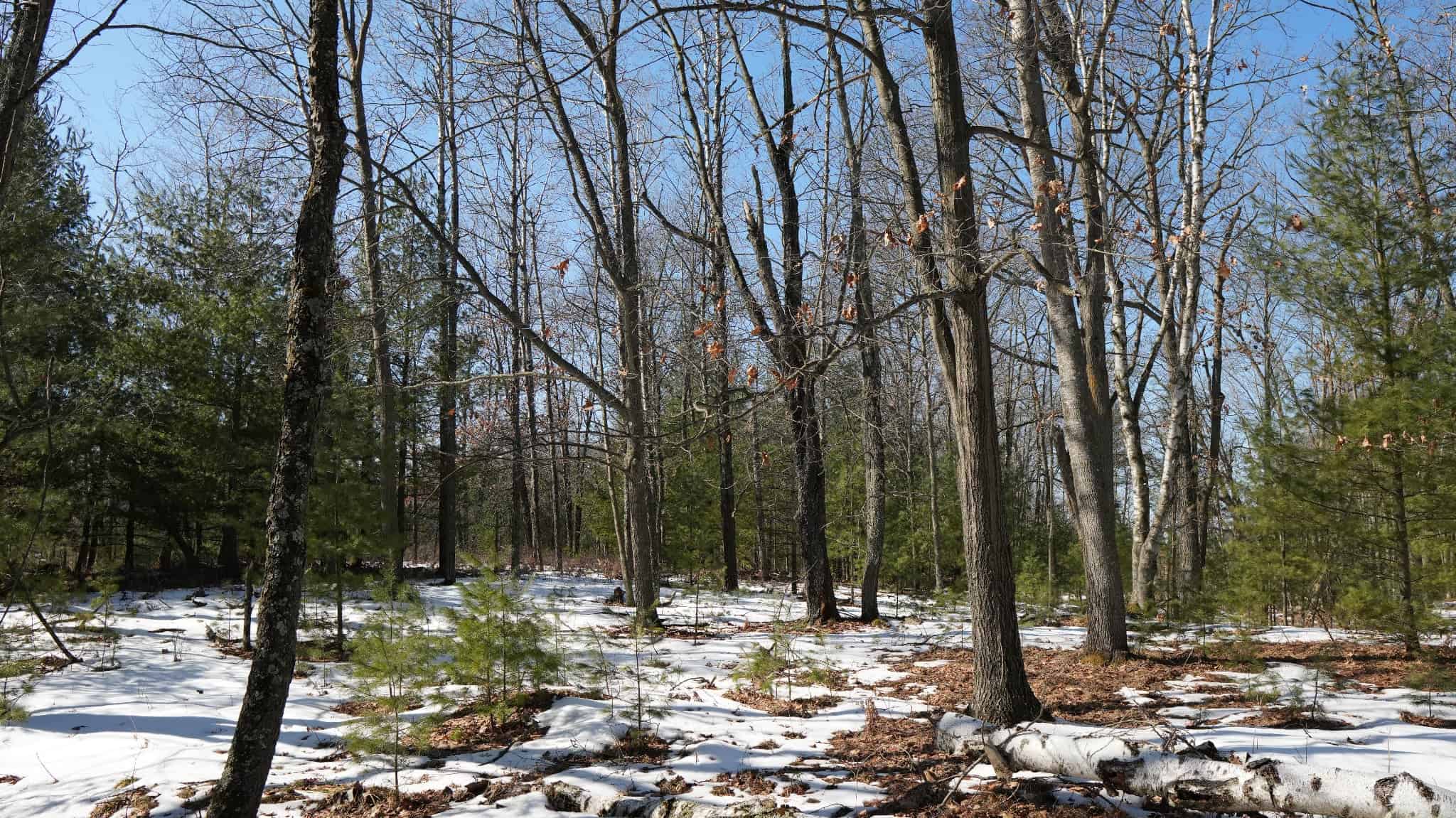 Portage County Wisconsin 80 Acres of Hunting Land for Sale