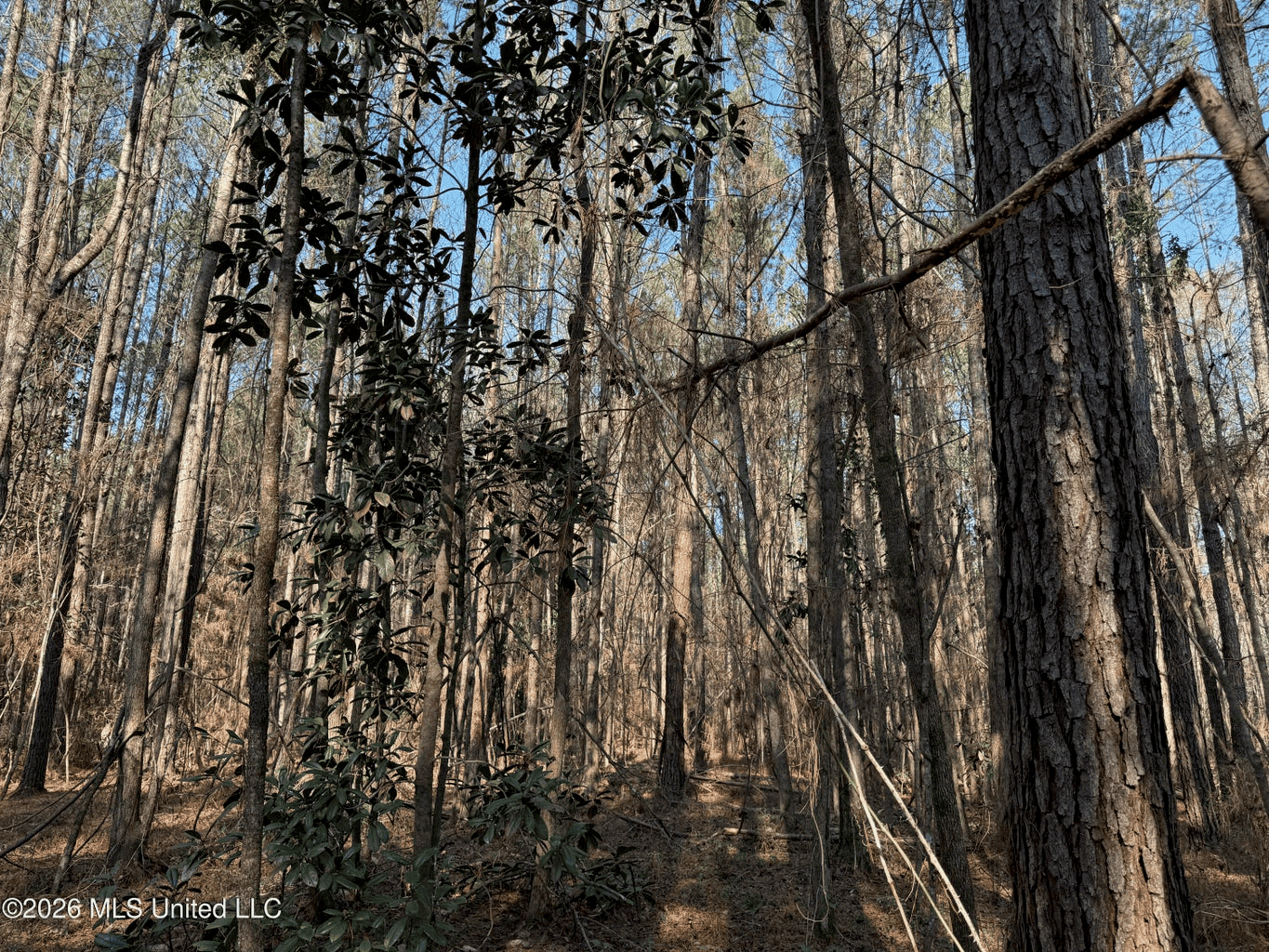Land for Sale in Simpson County