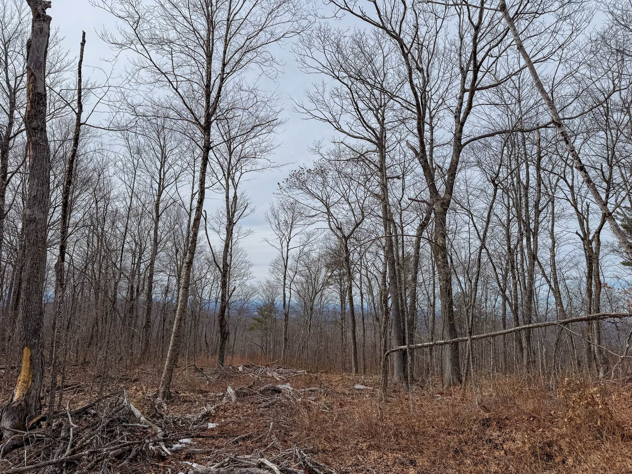 Expansive Mountain-View Acreage with Timber Value & Road Frontage