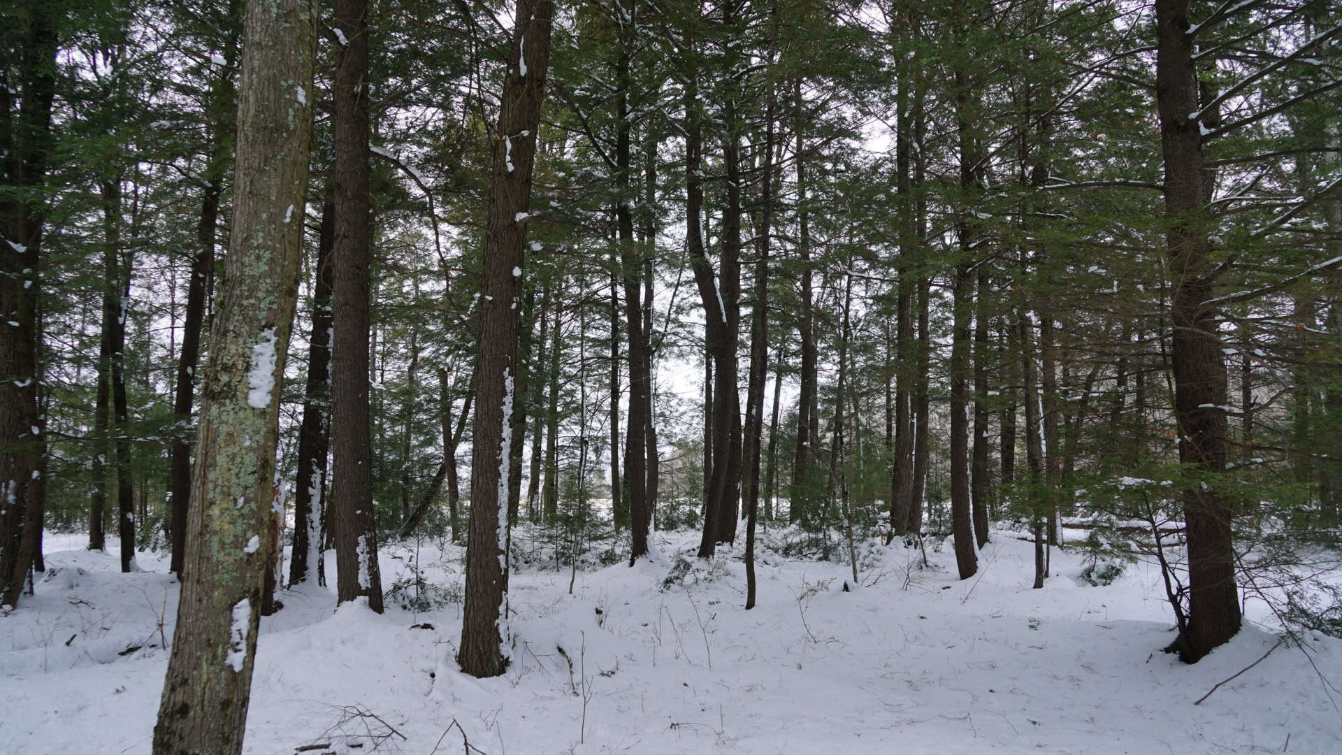 43+/-  Acre Marathon County Hunting, Timber and Rec Tract For Sale