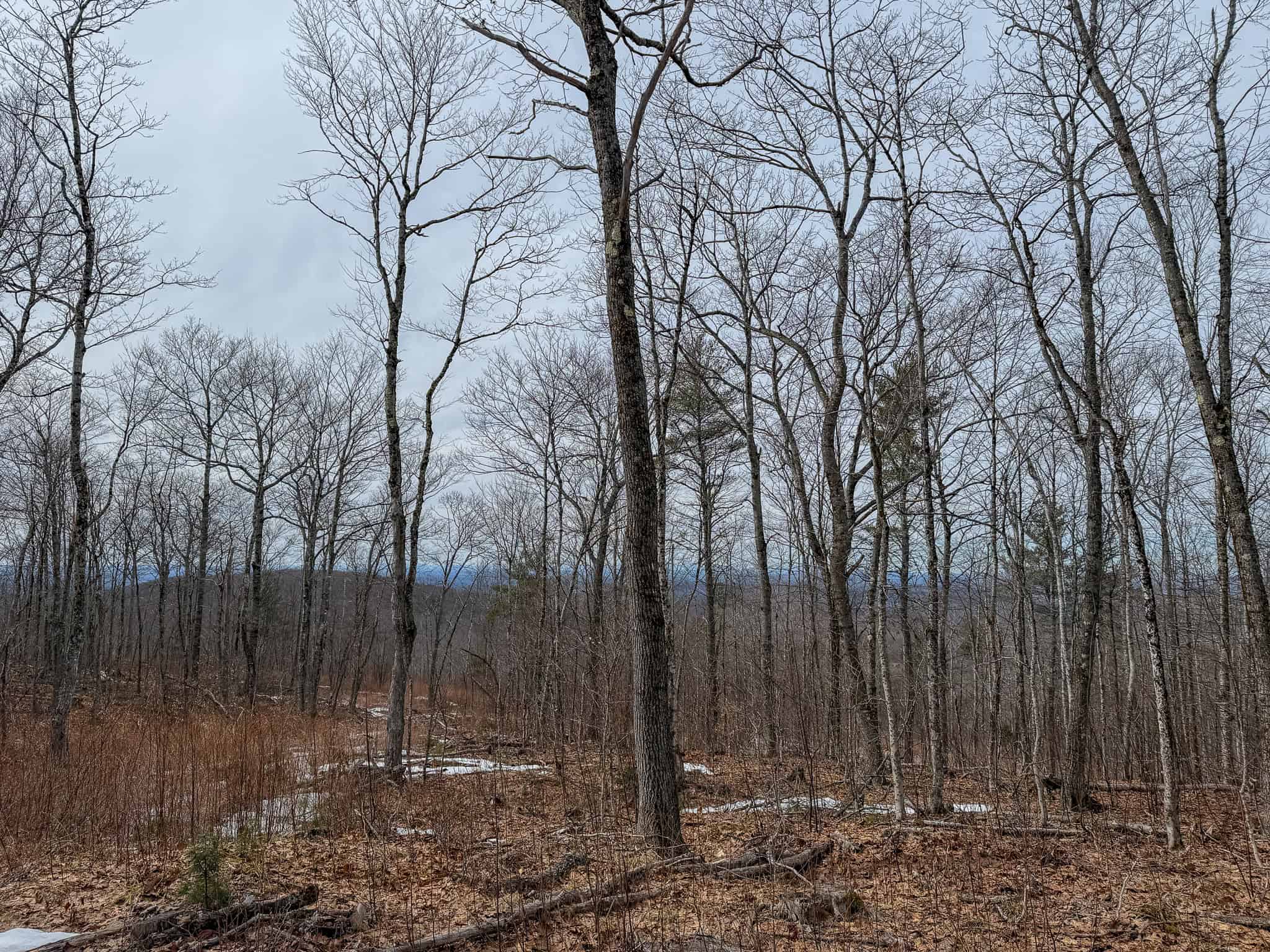 Expansive Mountain-View Acreage with Timber Value & Road Frontage