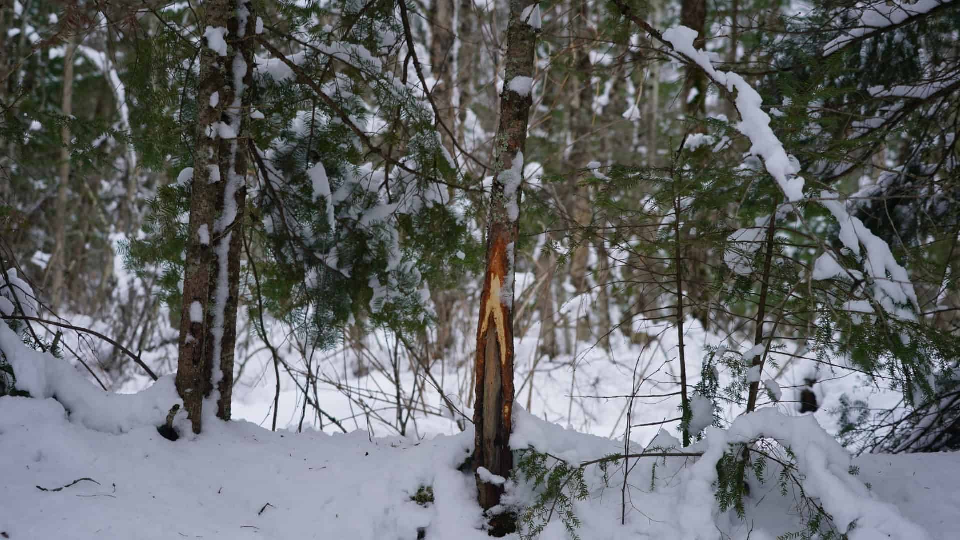 43+/-  Acre Marathon County Hunting, Timber and Rec Tract For Sale