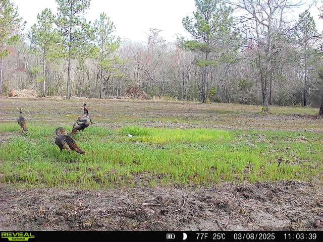 This 38 acres offers a hunting retreat or recreational getaway in Worth Cty GA